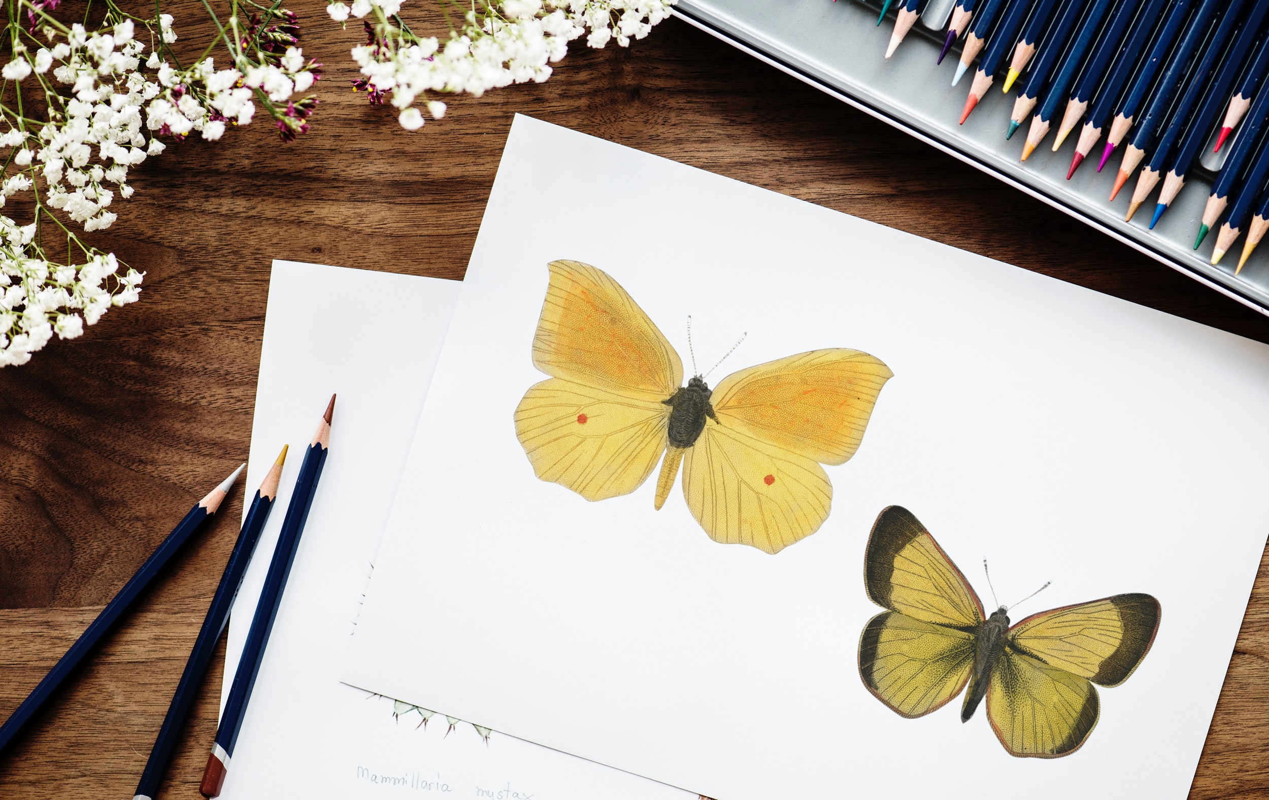 Sketch of Butterflies, Art, Butterflies, Coloring, Coloured pencils, HQ Photo