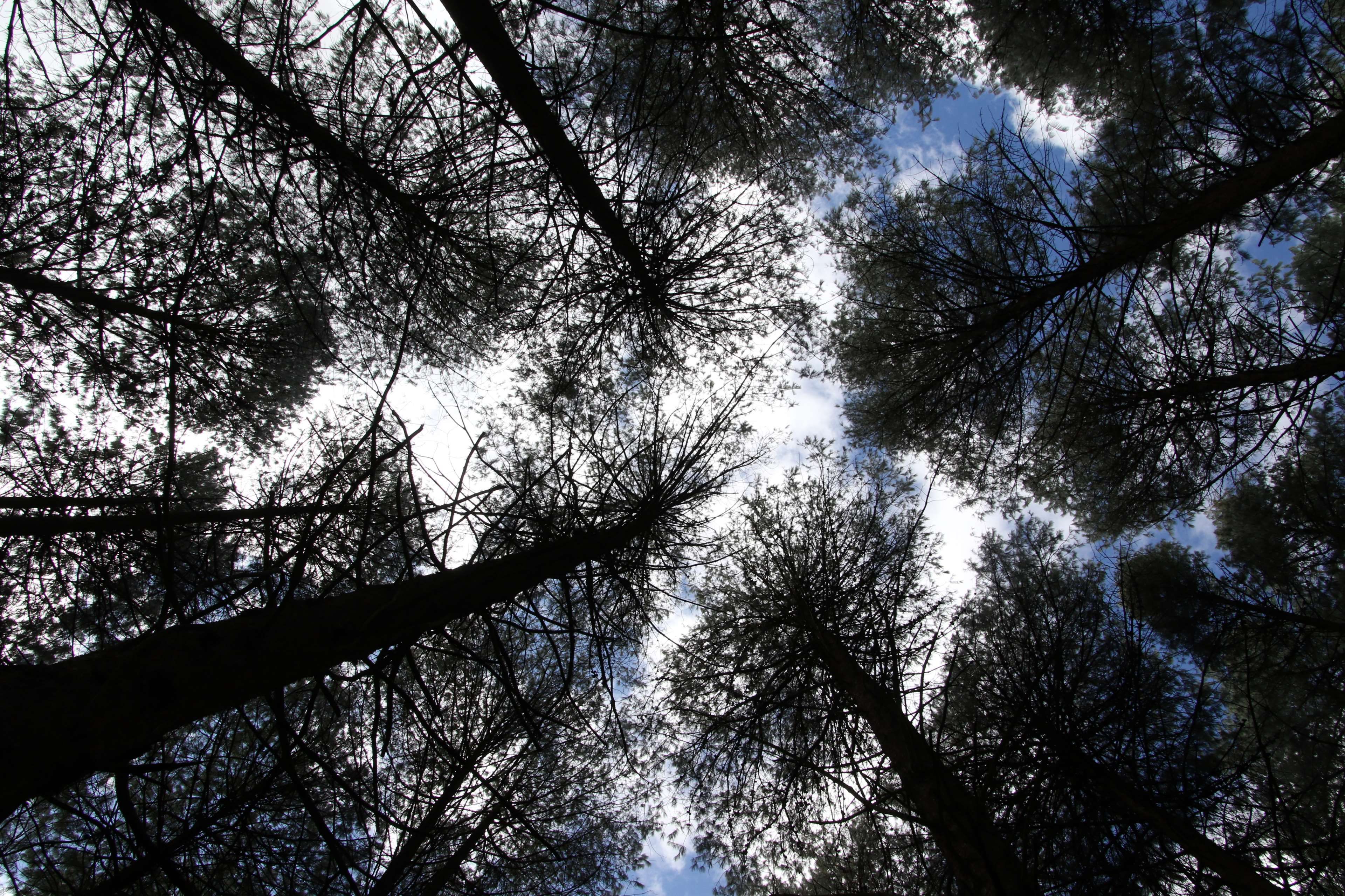 above #blue skies #look sky #pine trees #pine wood #sky #sky and ...
