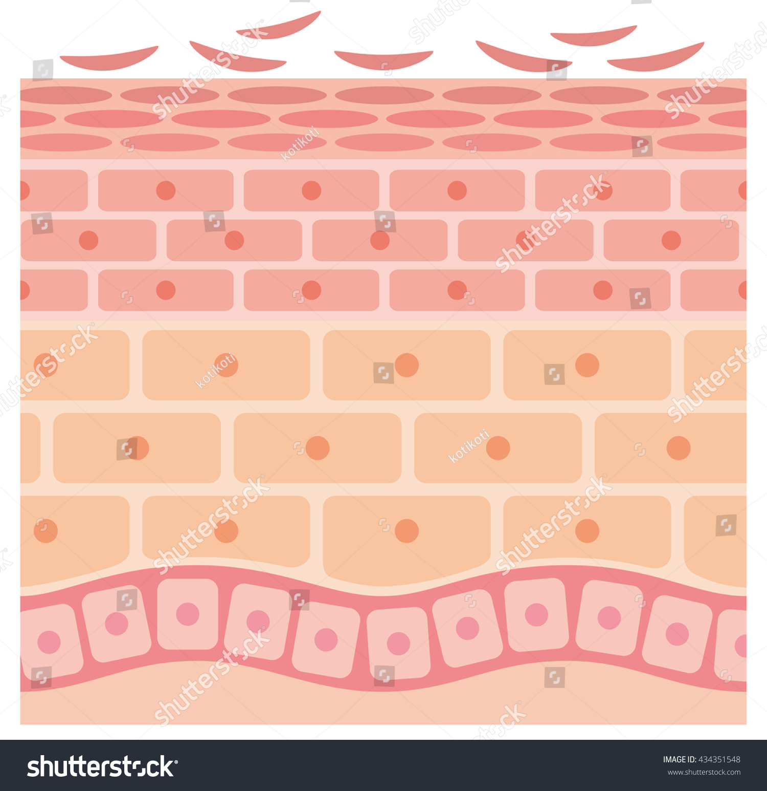Sectional View Epithelium Skin Cells Stock Illustration 434351548 ...