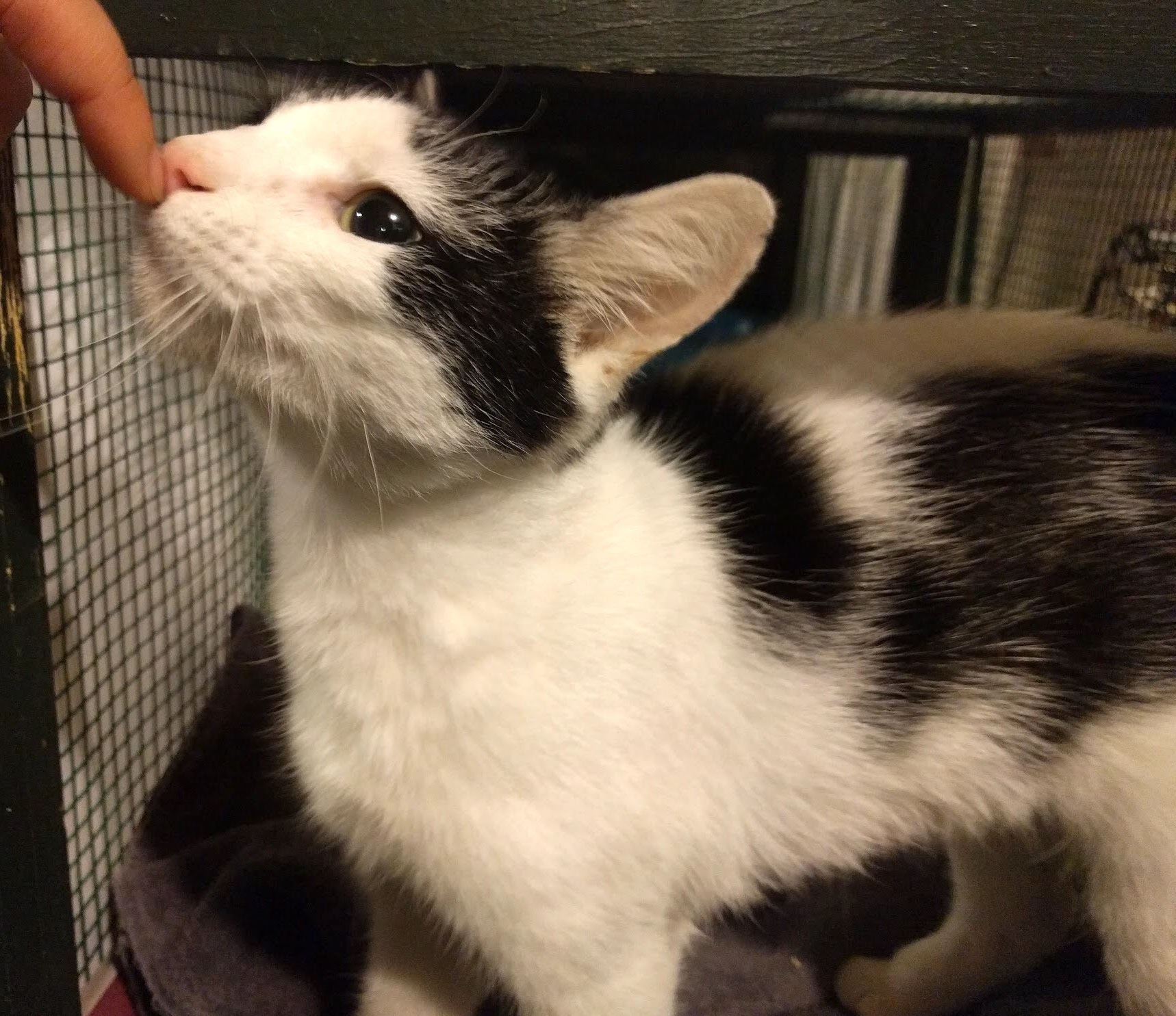 Cat for Adoption – Skinny Minnie, near Philadelphia, PA | Petfinder