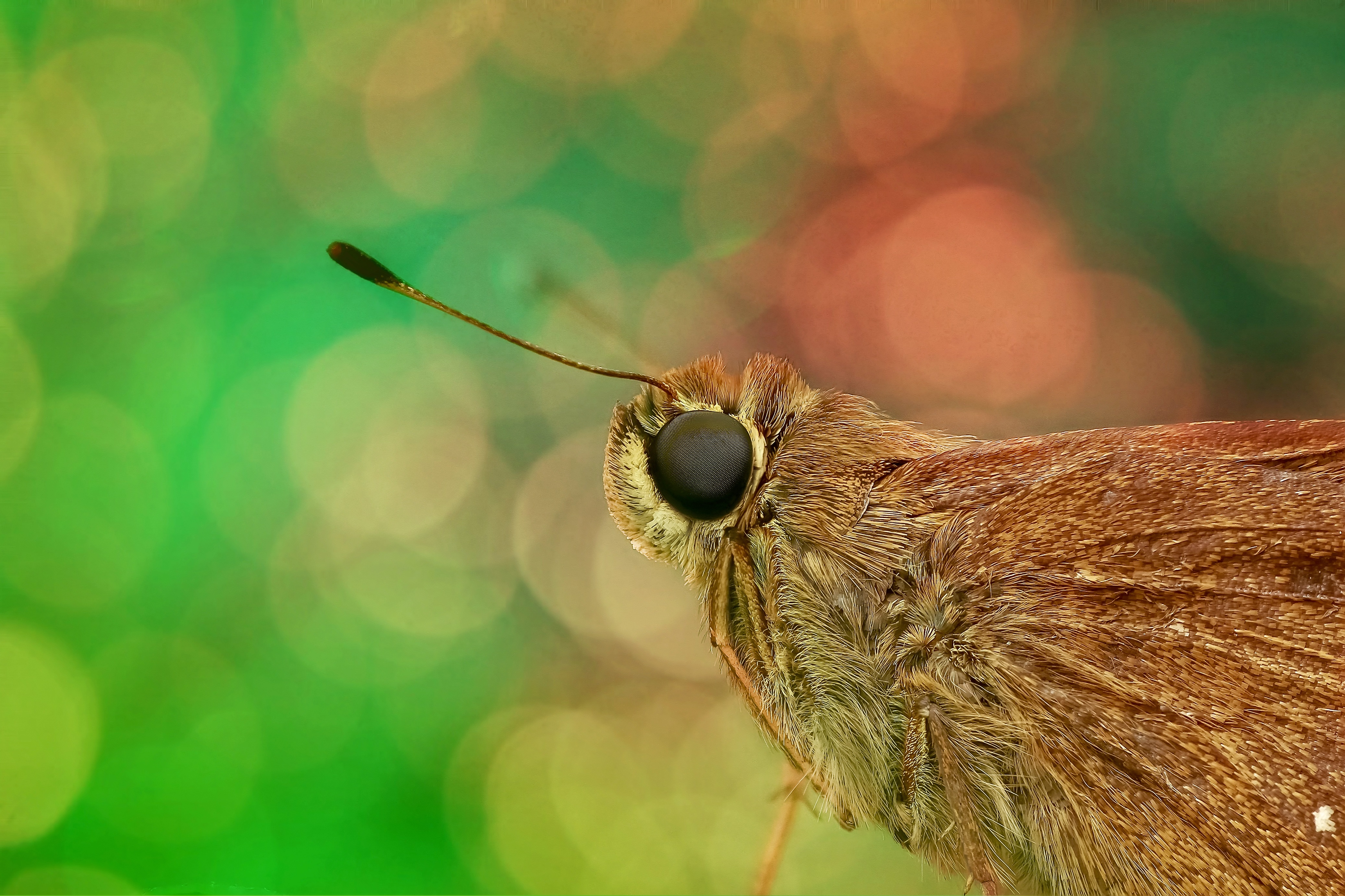 Skipper, Animal, Fly, Insect, Nature, HQ Photo
