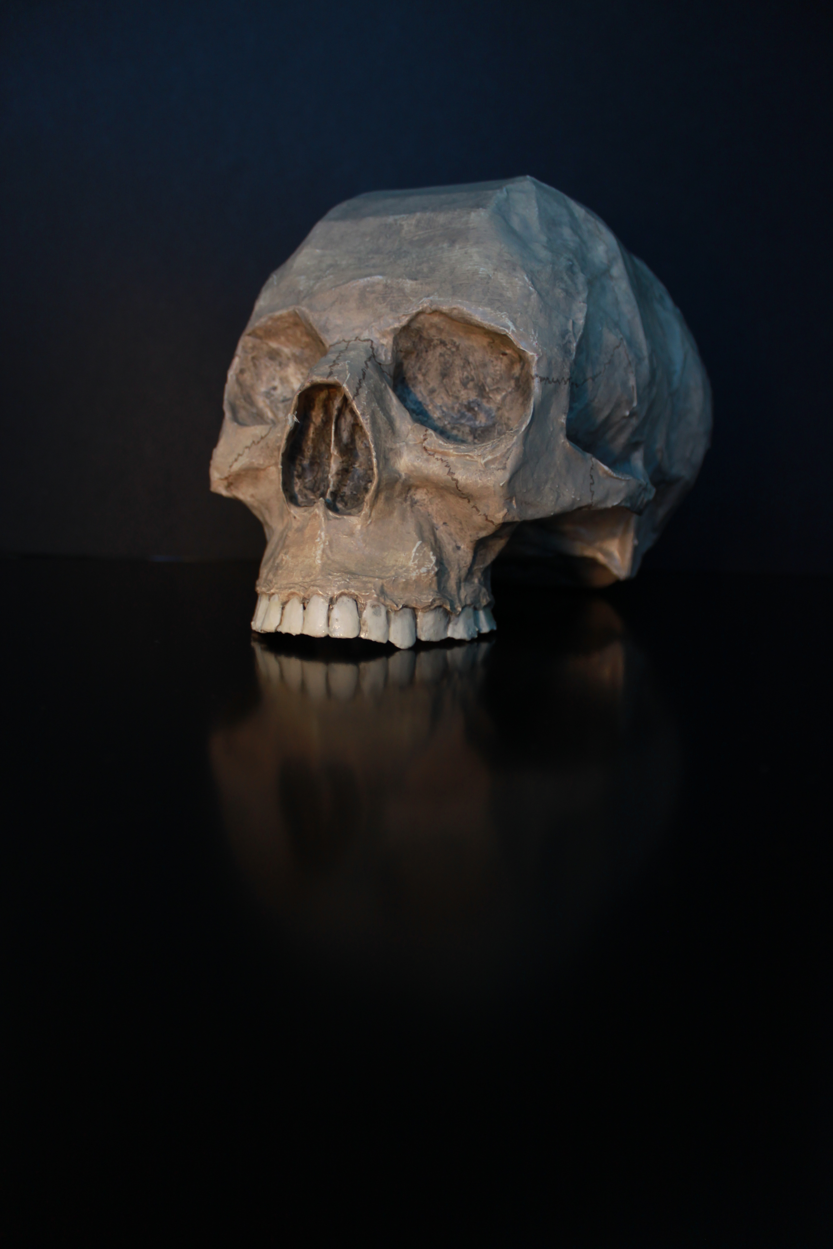Skull photo
