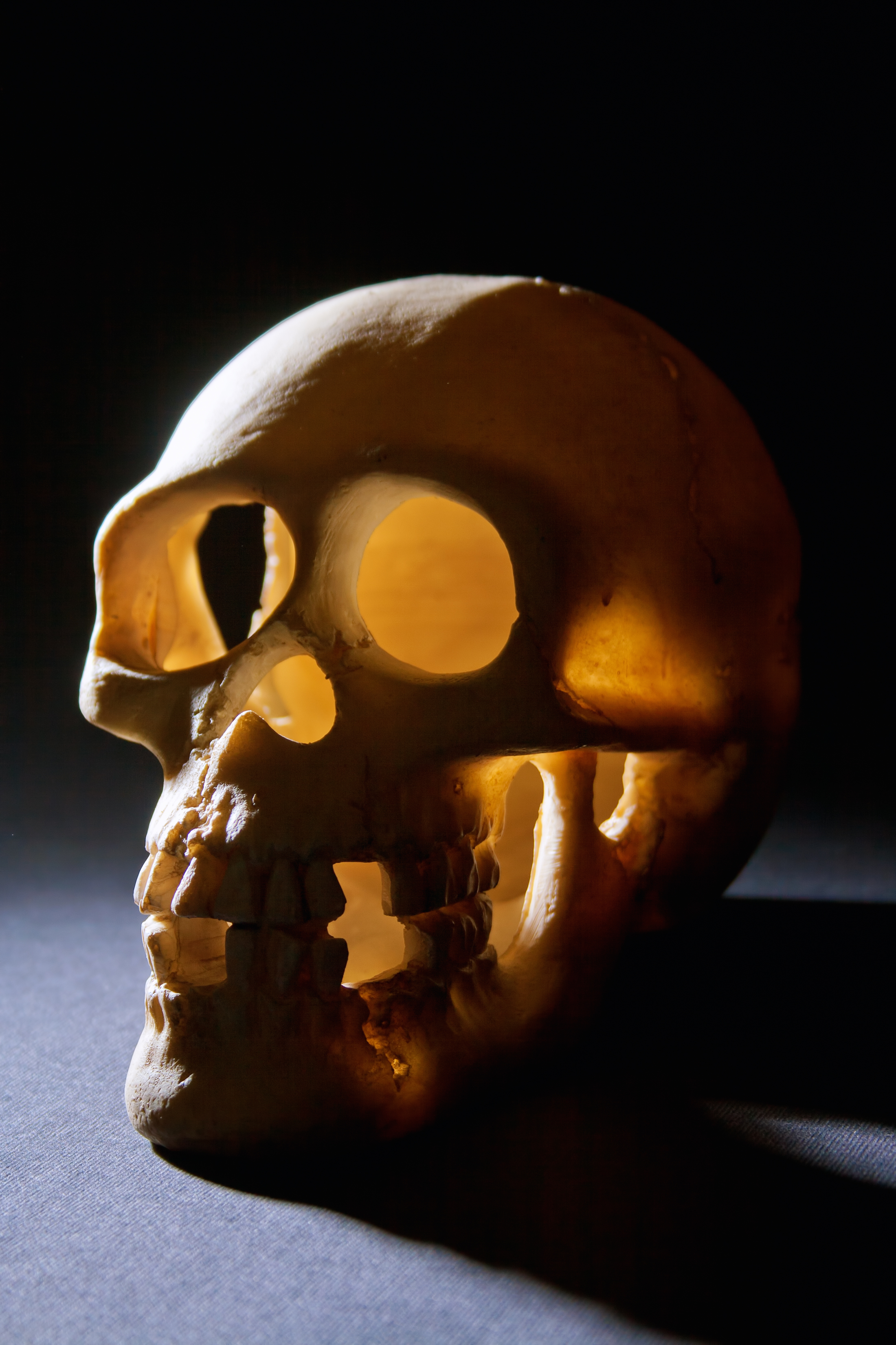 Skull, Anatomy, Human, Spooky, Skeleton, HQ Photo