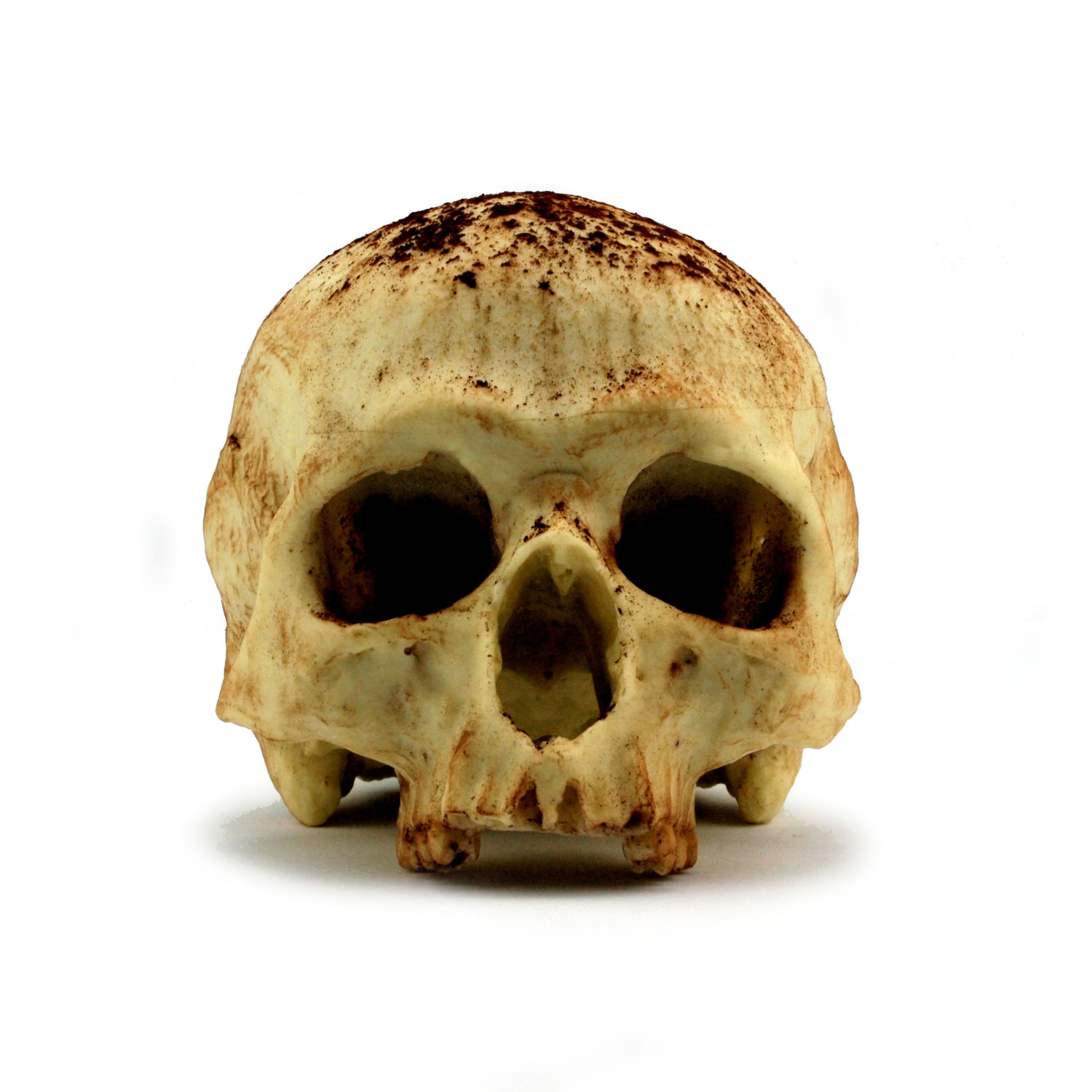 Special Edition White Chocolate Skull Anatomically Correct