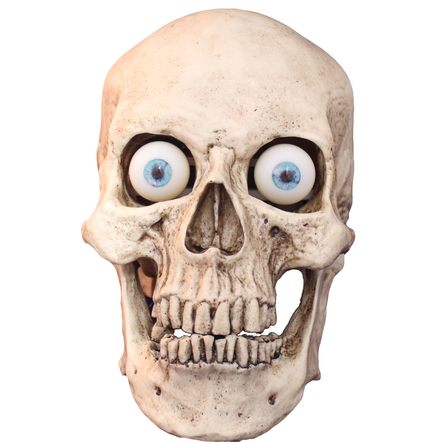 Free photo: Skull - Anatomy, Isolated, Tooth - Free Download - Jooinn