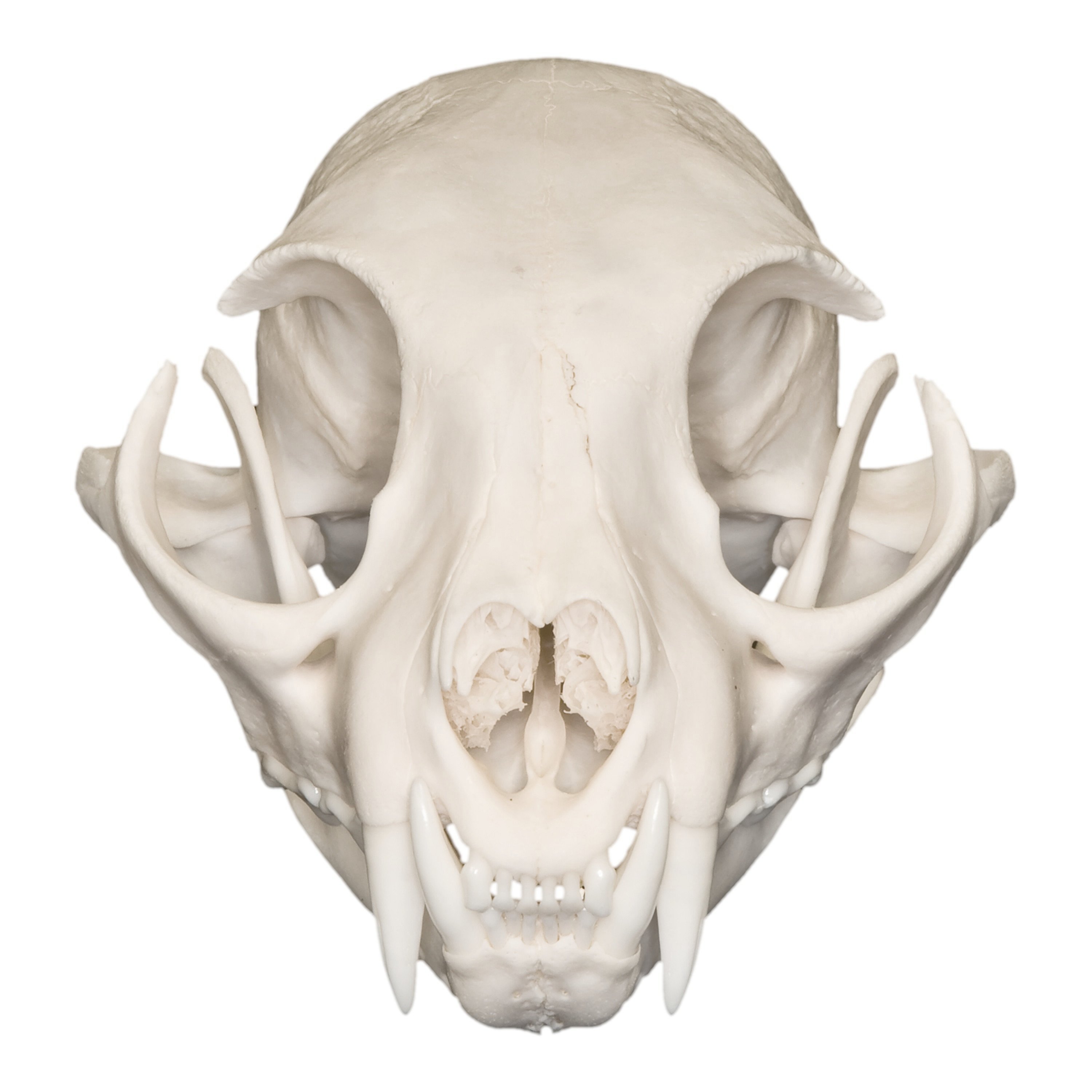 Real Bobcat Skull For Sale – Skulls Unlimited International, Inc.