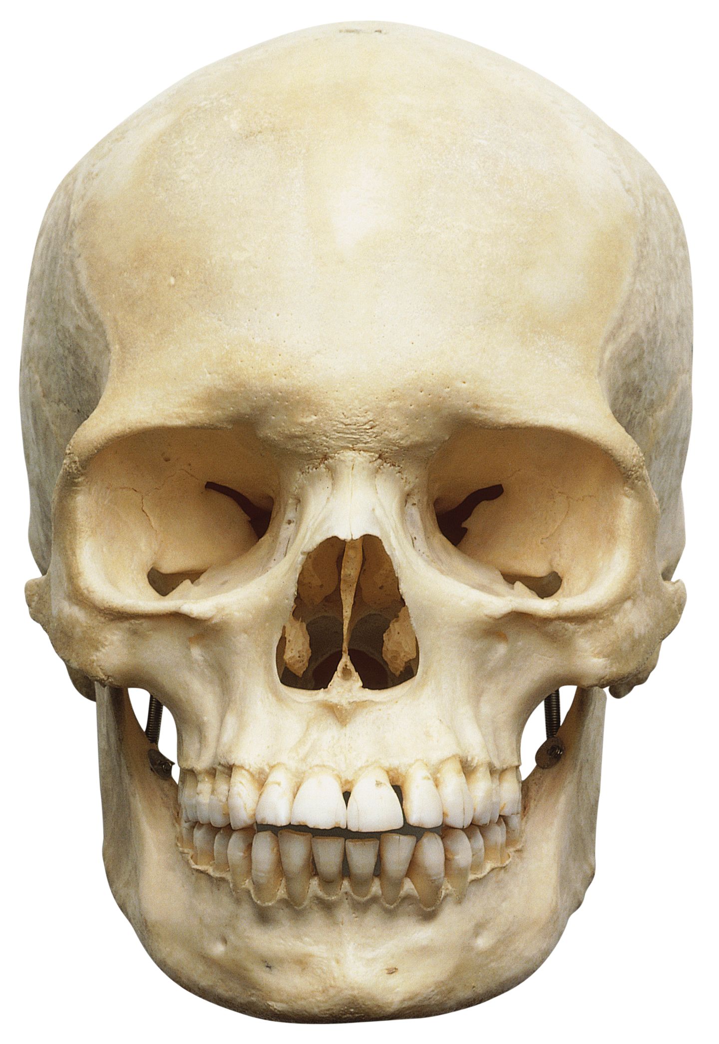 Human Skull Anatomy | Bones in Human Skull | DK Find Out