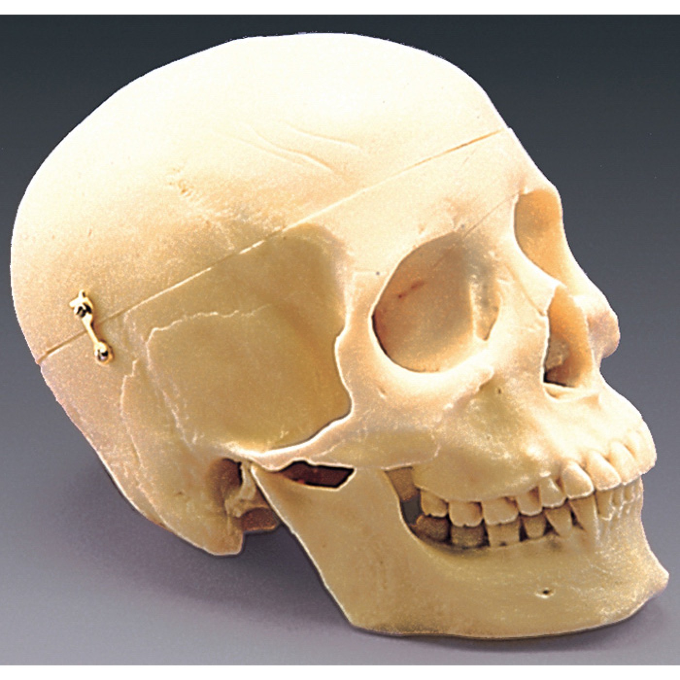 First Class Human Skull Model Anatomical Chart Company 320C