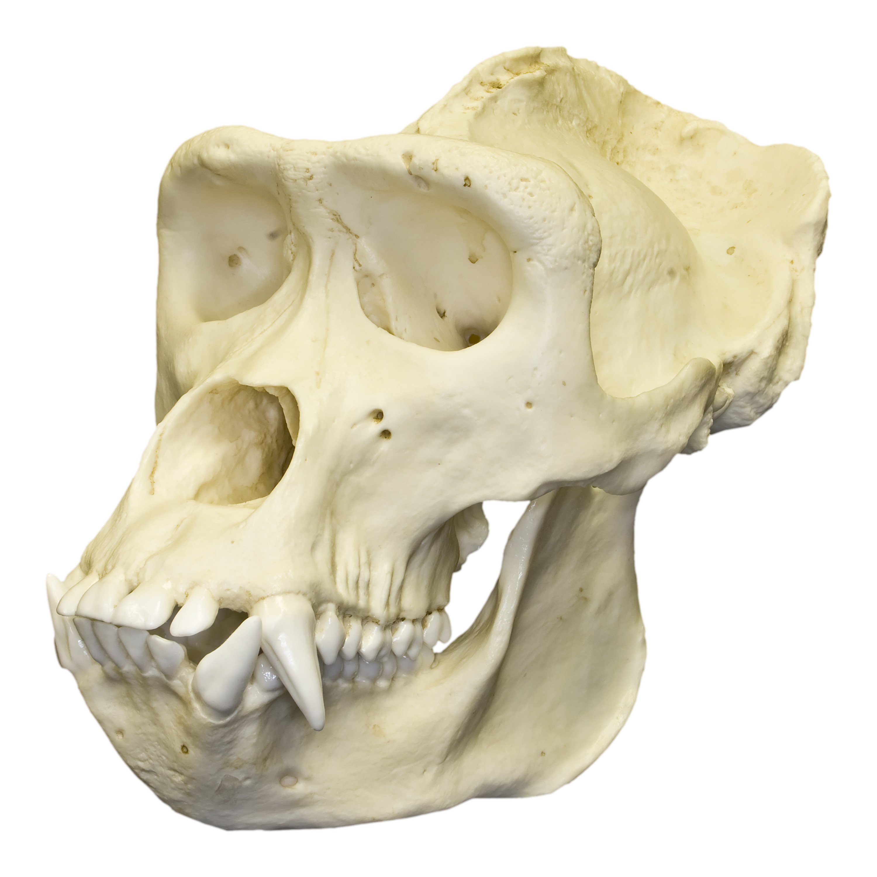 Replica Lowland Gorilla Skull For Sale – Skulls Unlimited ...