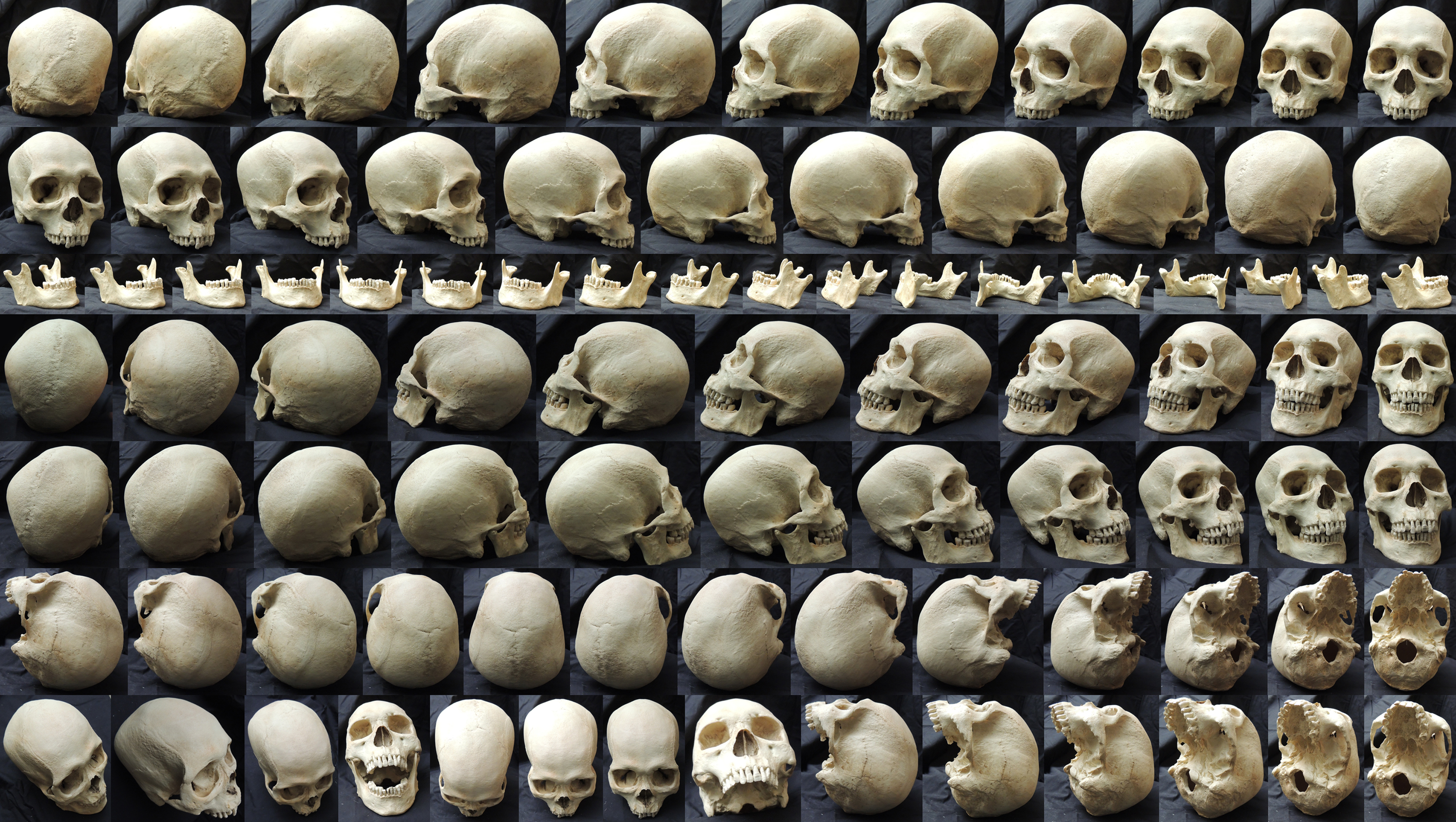 skulls | Explore skulls on DeviantArt