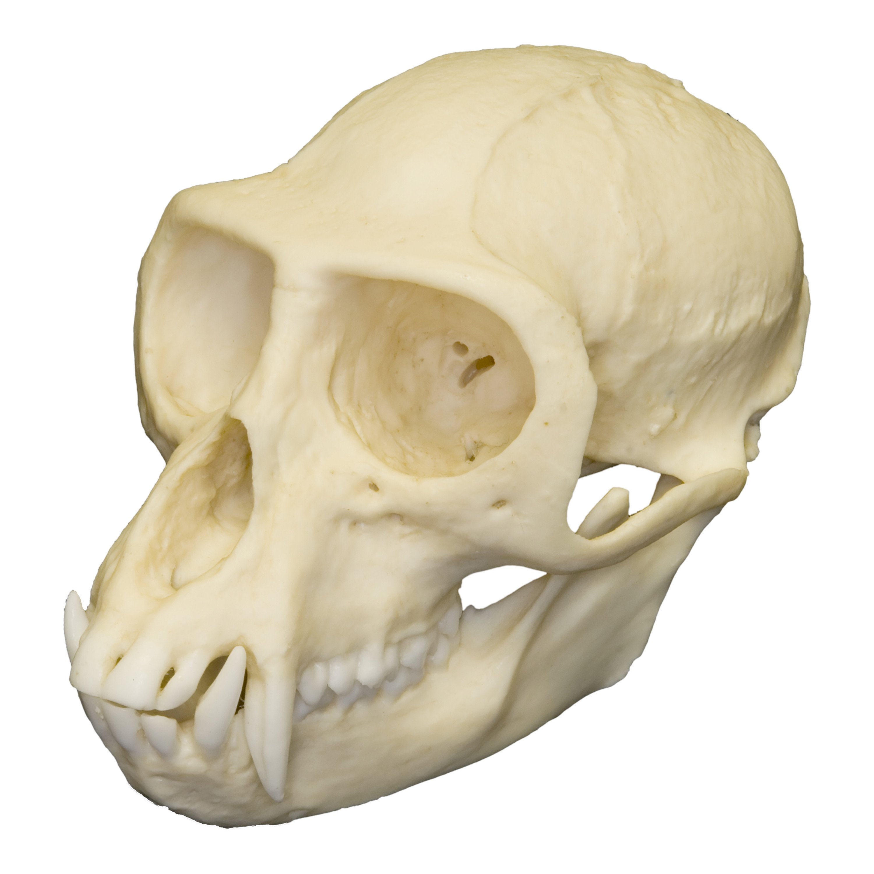 Replica Vervet Monkey Skull (Male) – Skulls Unlimited International ...