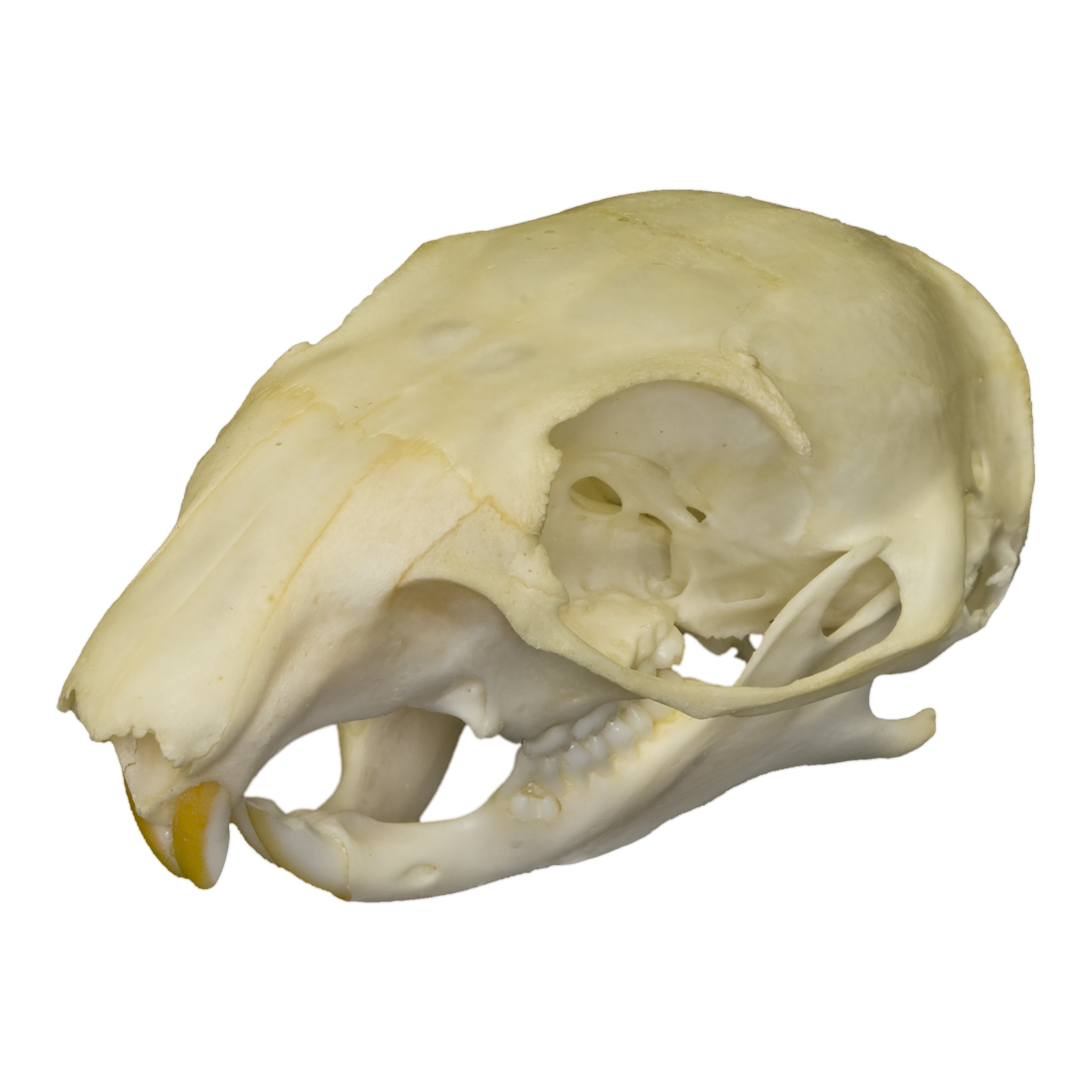 Real Tree Squirrel Skull For Sale – Skulls Unlimited International, Inc.