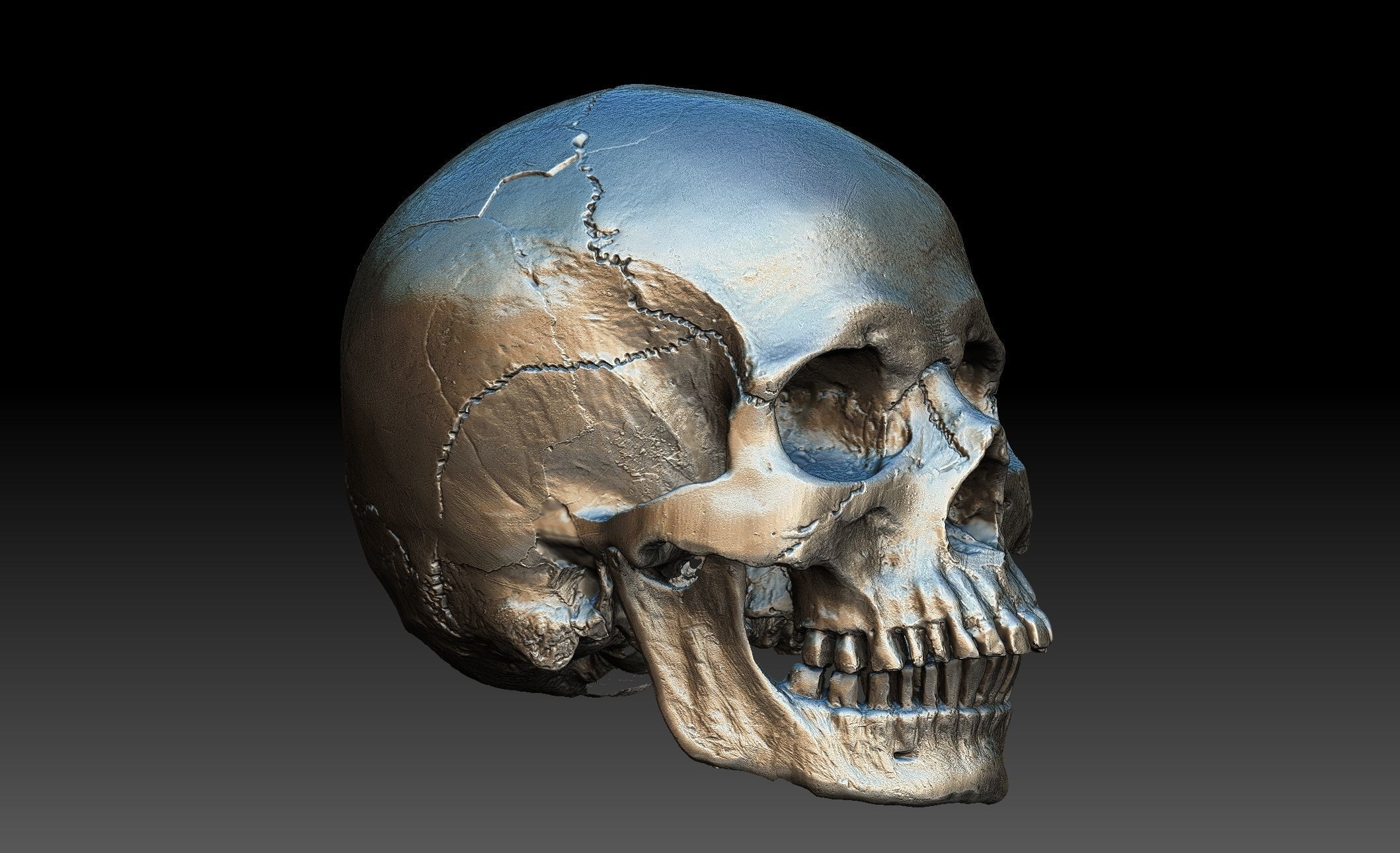 3D Human Skull and Jaw | CGTrader
