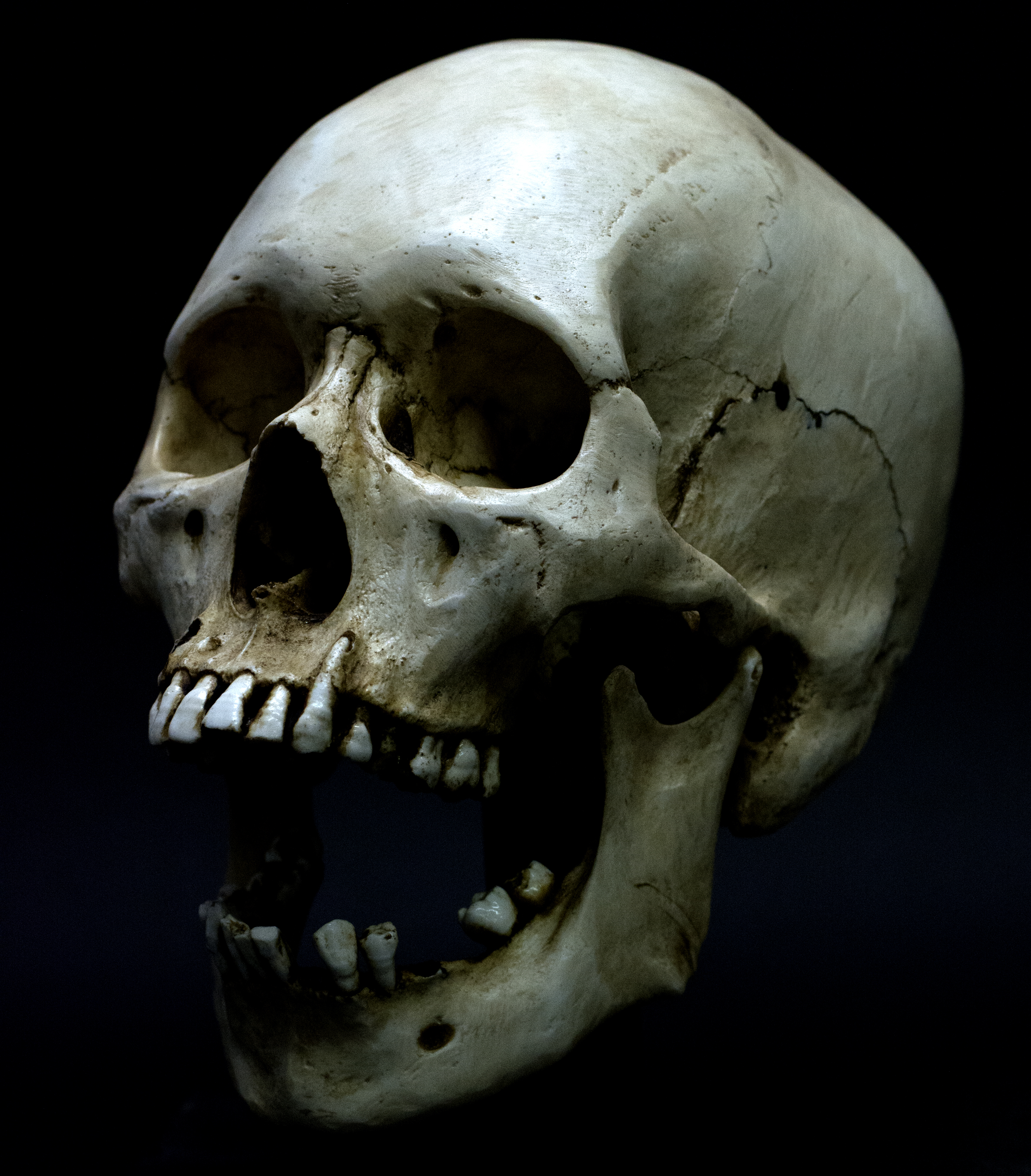 5 Weird Facts About The Human Skull (and 5 High Res Images)