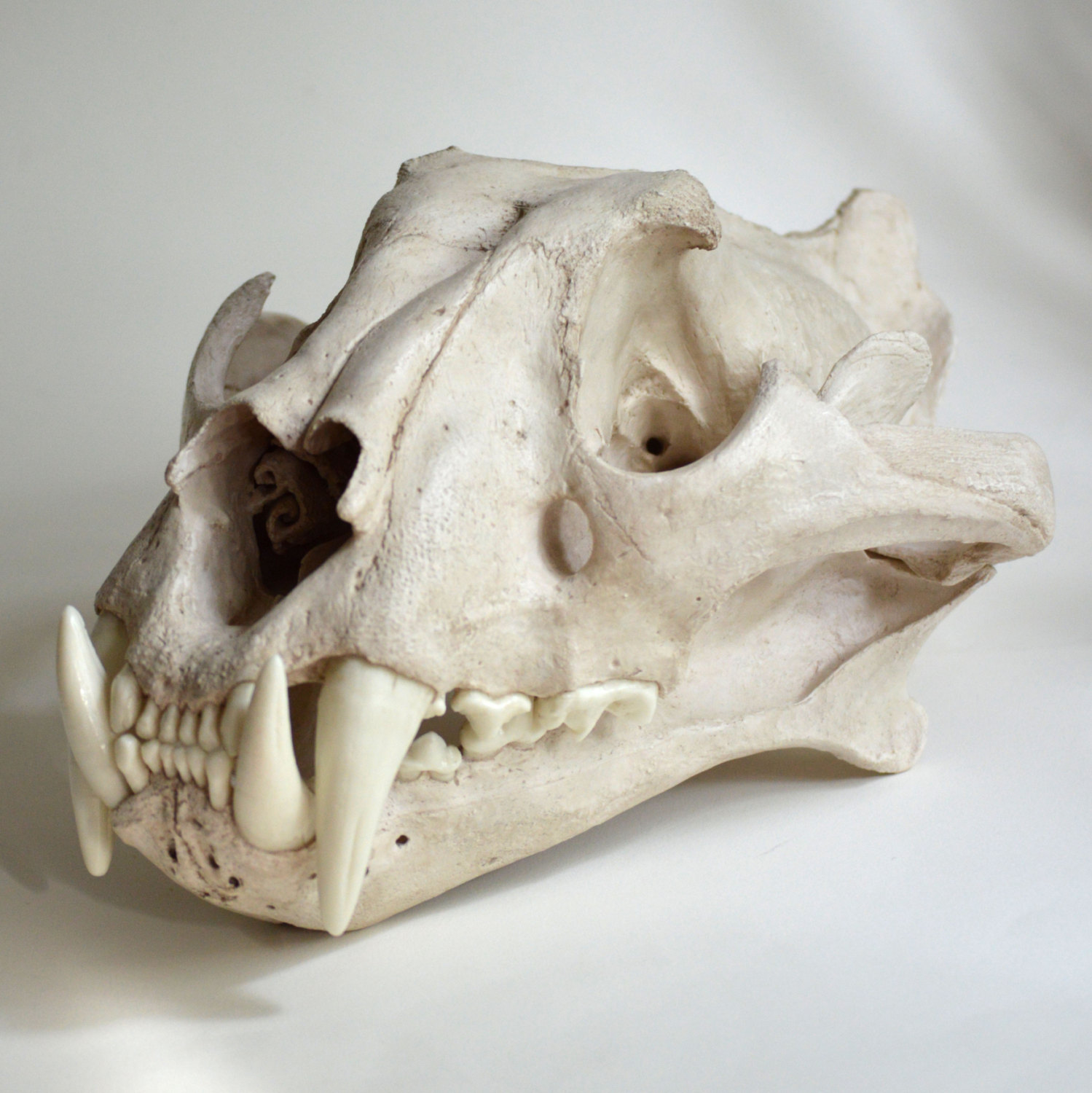 Tiger Skull Replica