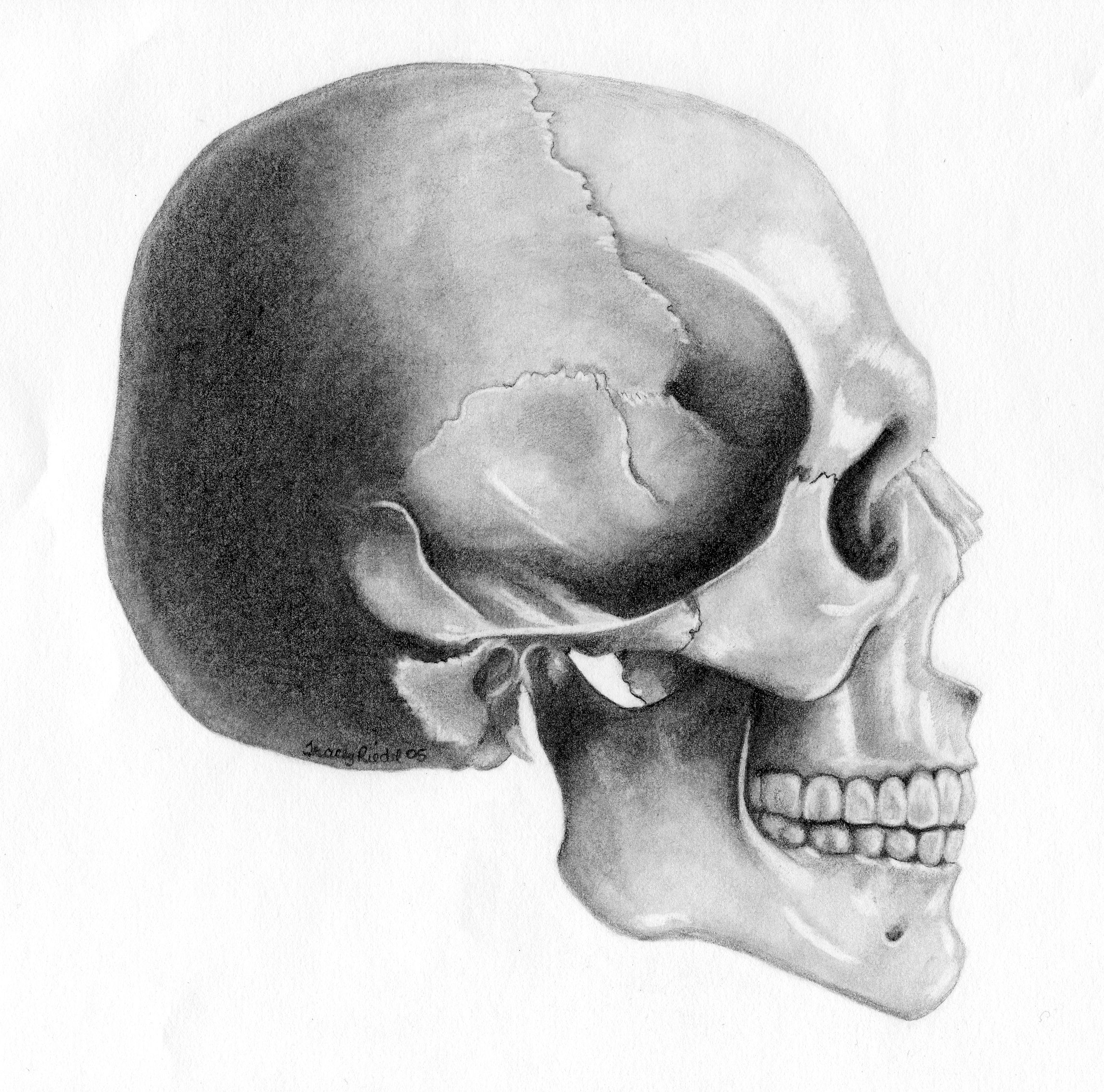skull | Skull Side view by TraceyR | Anatomy and | Pinterest | Skull ...