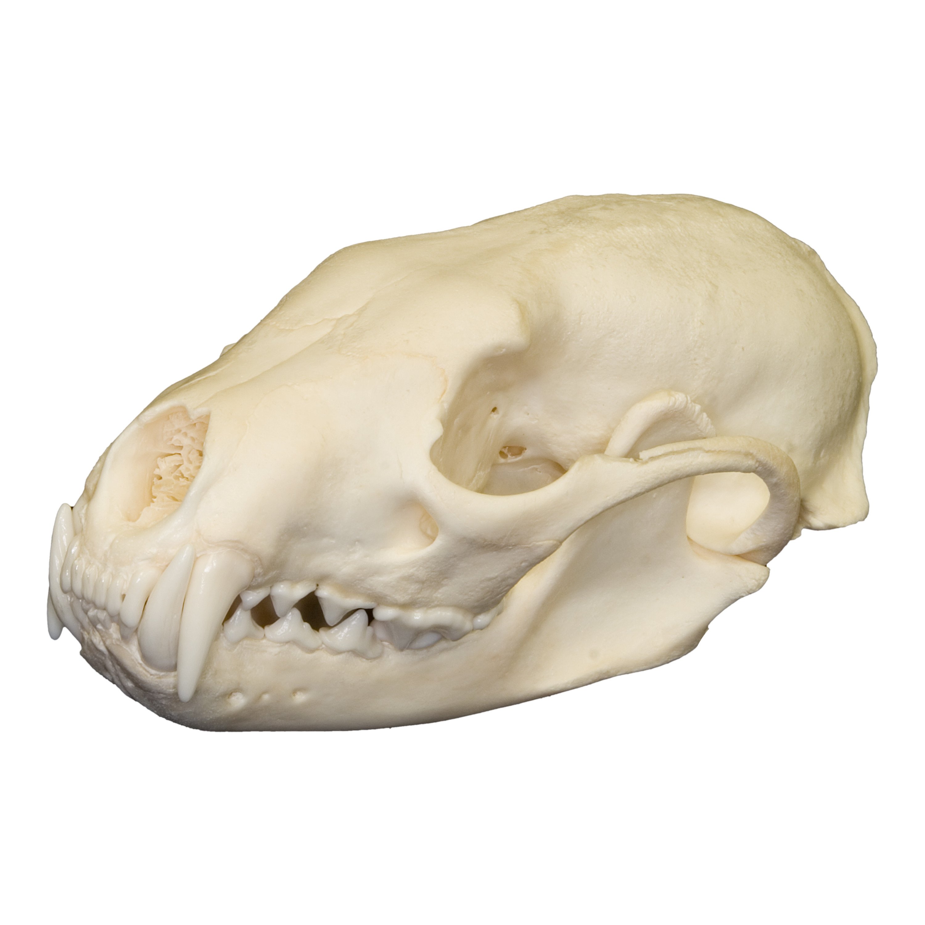Real Fisher Skull For Sale – Skulls Unlimited International, Inc.