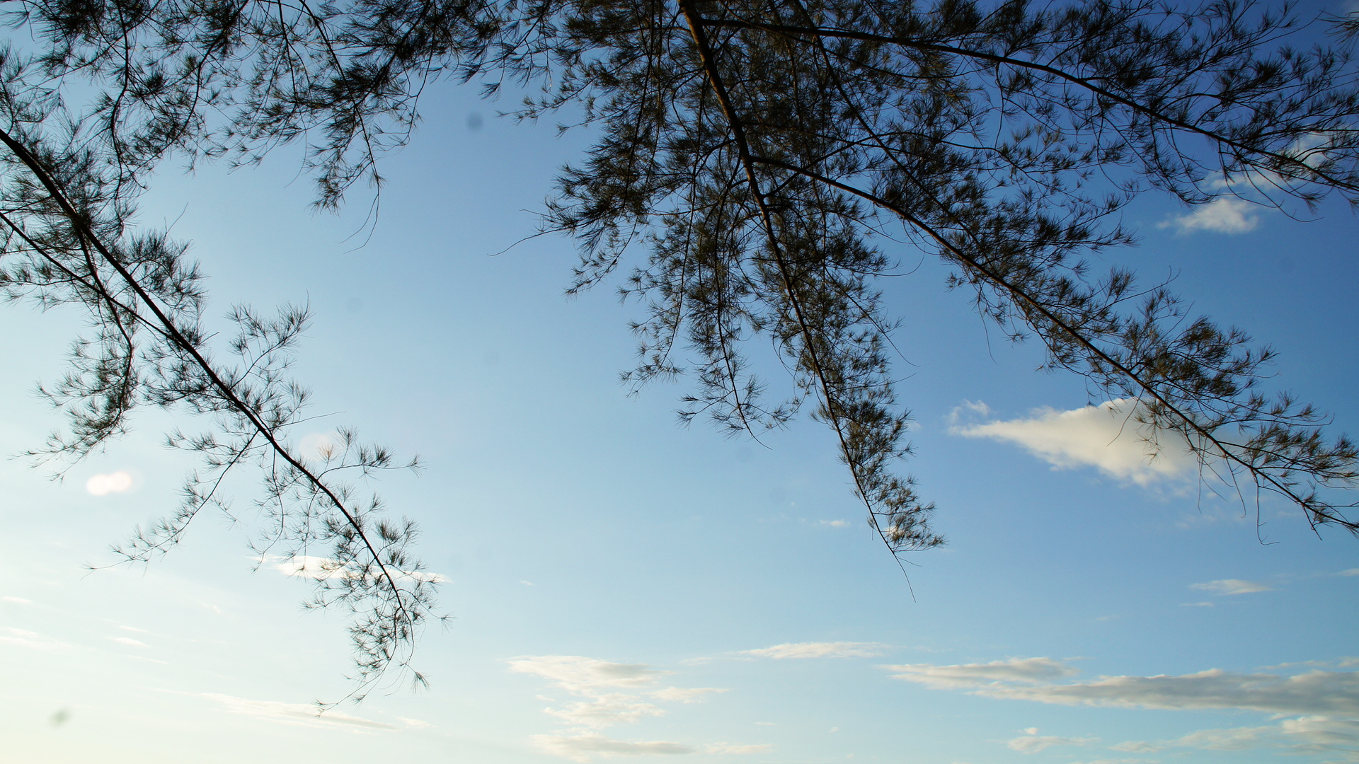 Sky and branches photo