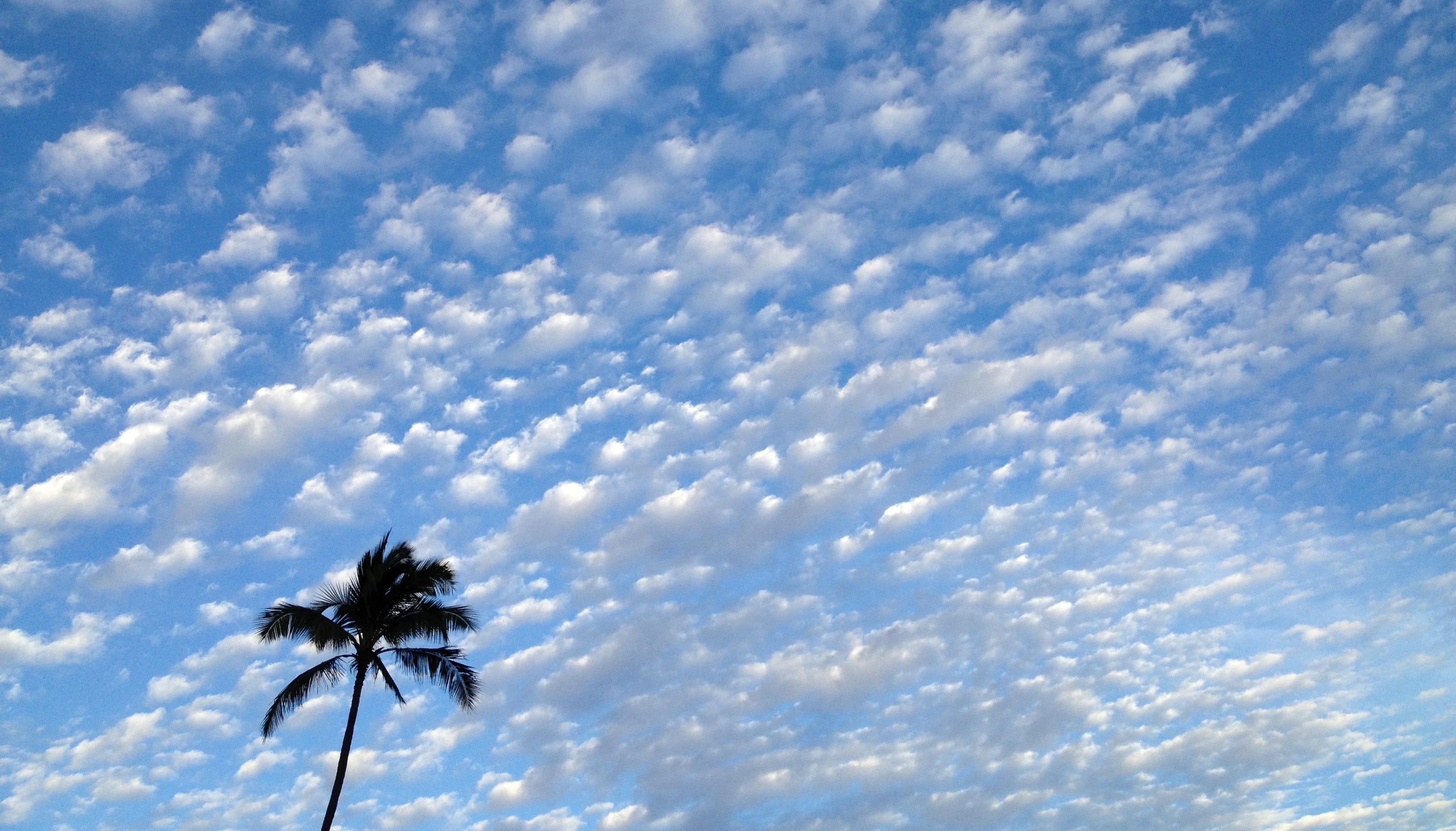 File:Palm tree blue Maui sky and clouds.jpg - Wikimedia Commons