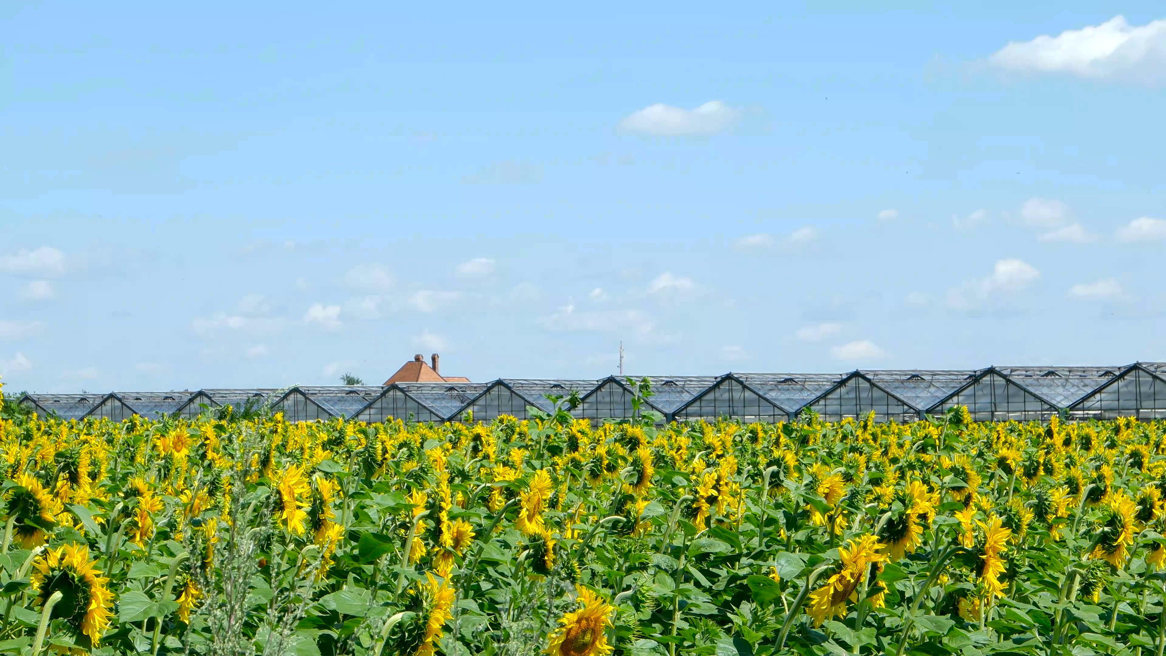 Beautiful landscape sunflower field with soft focus clouds blue sky ...
