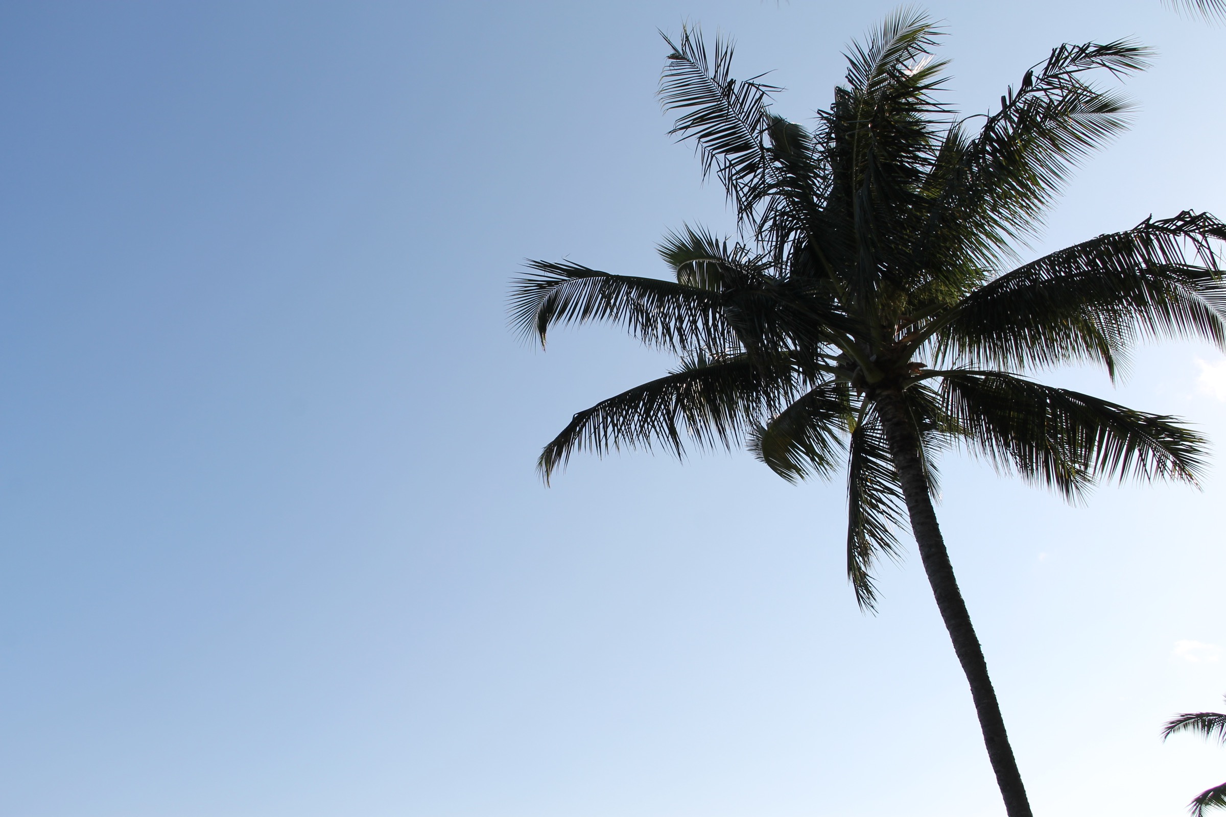 Free Stock Photo of Palm Tree in Clear Blue Sky