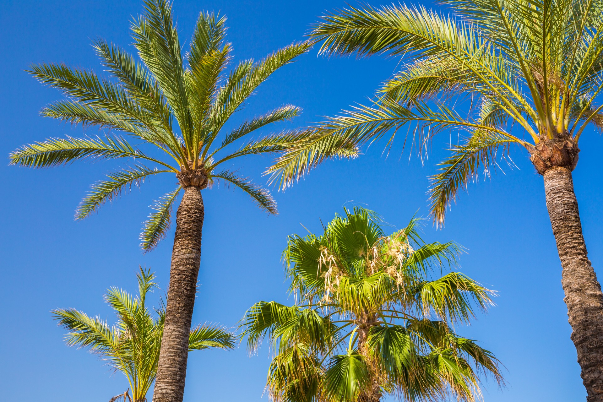 Palm Trees And Blue Sky Free Stock Photo - Public Domain Pictures