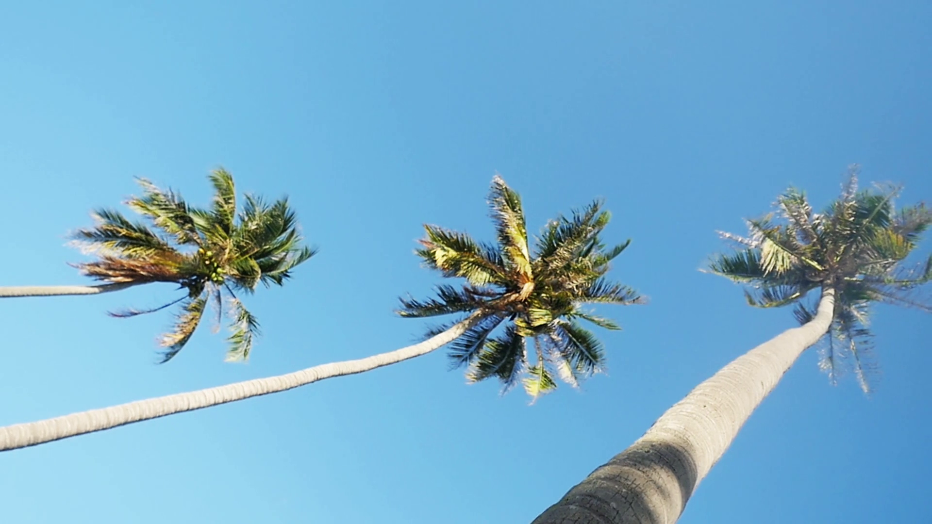 Looking up at amazing palm trees on the background of blue sky, slow ...
