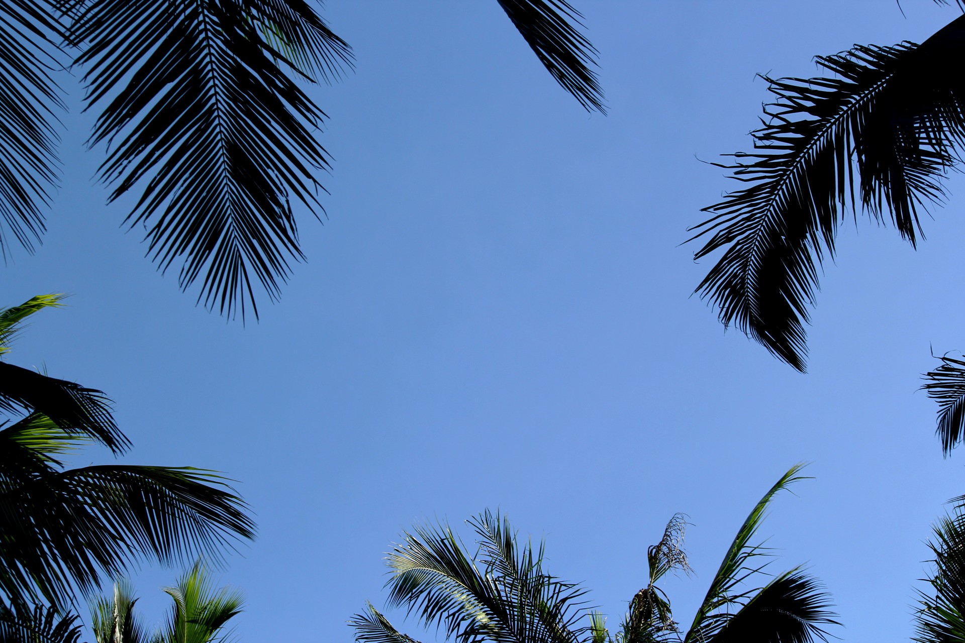Blue Sky And Palm Tree Free Stock Photo - Public Domain Pictures