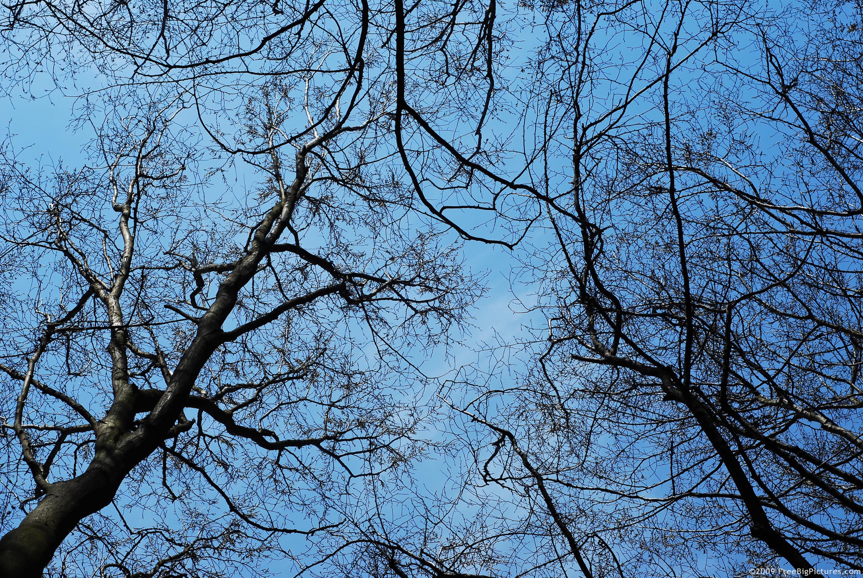 Sky Trees
