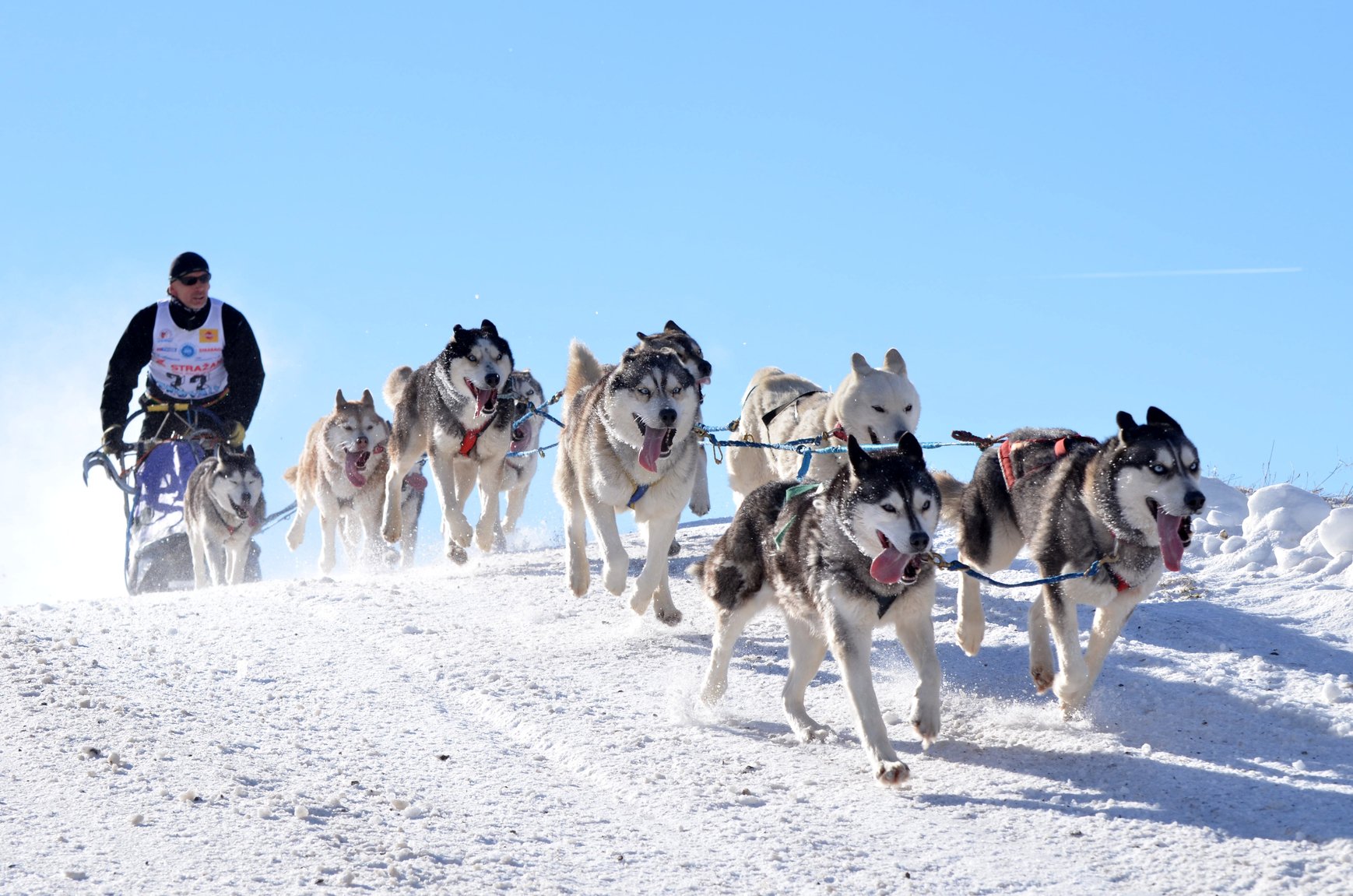 Sled Dog Day | Days Of The Year
