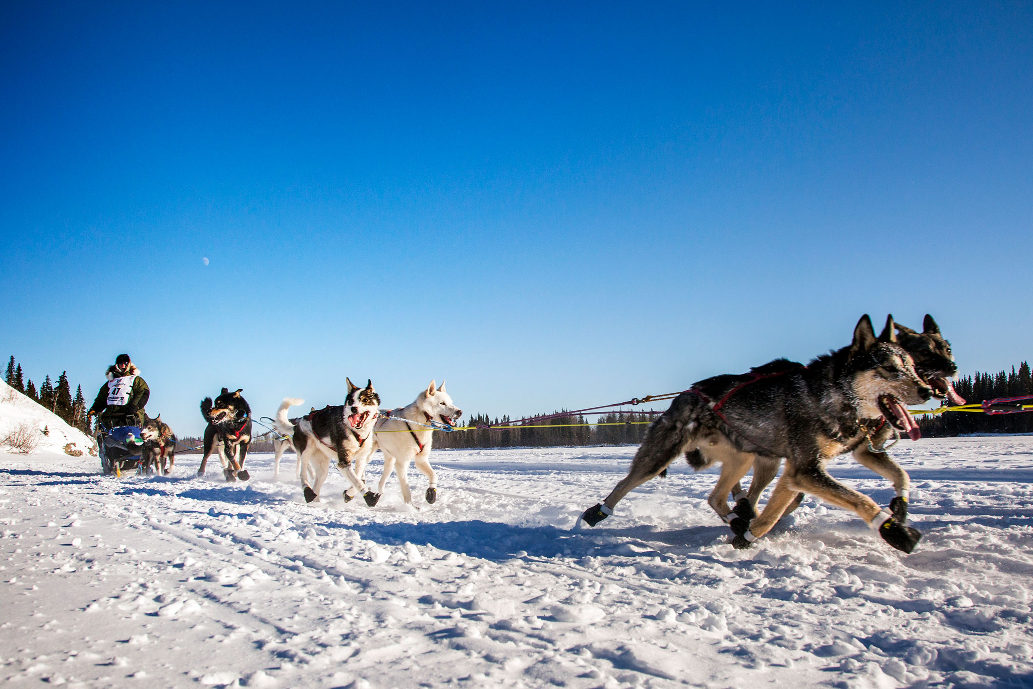 Climate Change Is Rerouting World-Famous Sled Dog Race