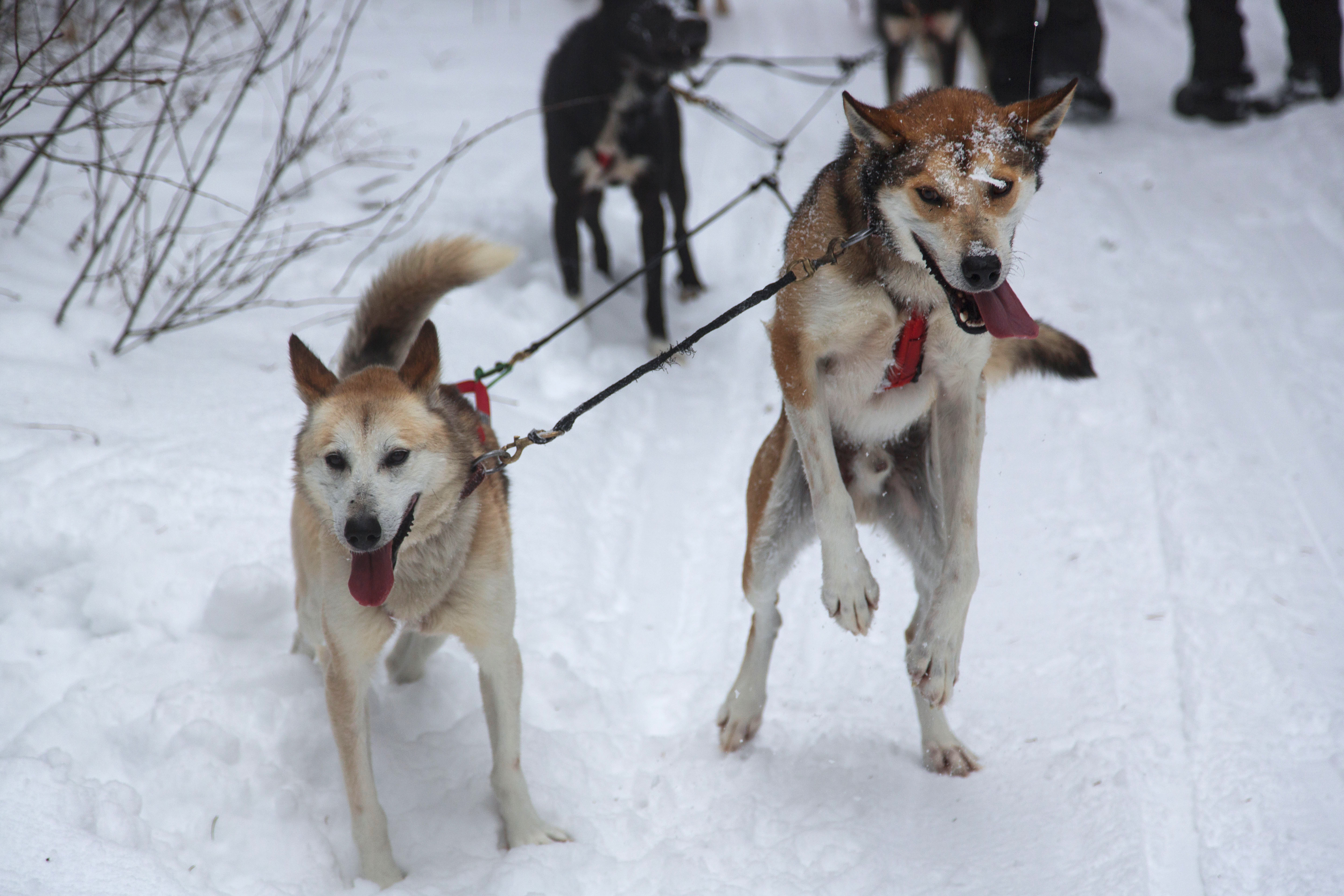 Sled Dogs | White Wilderness | Ely MN | Our Dogs |