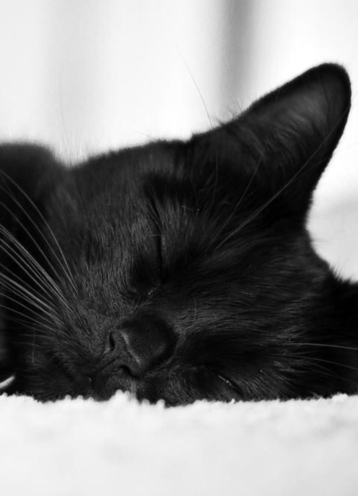 Black cat sleeping... | Adorable Animales | Pinterest | Cat sleeping ...