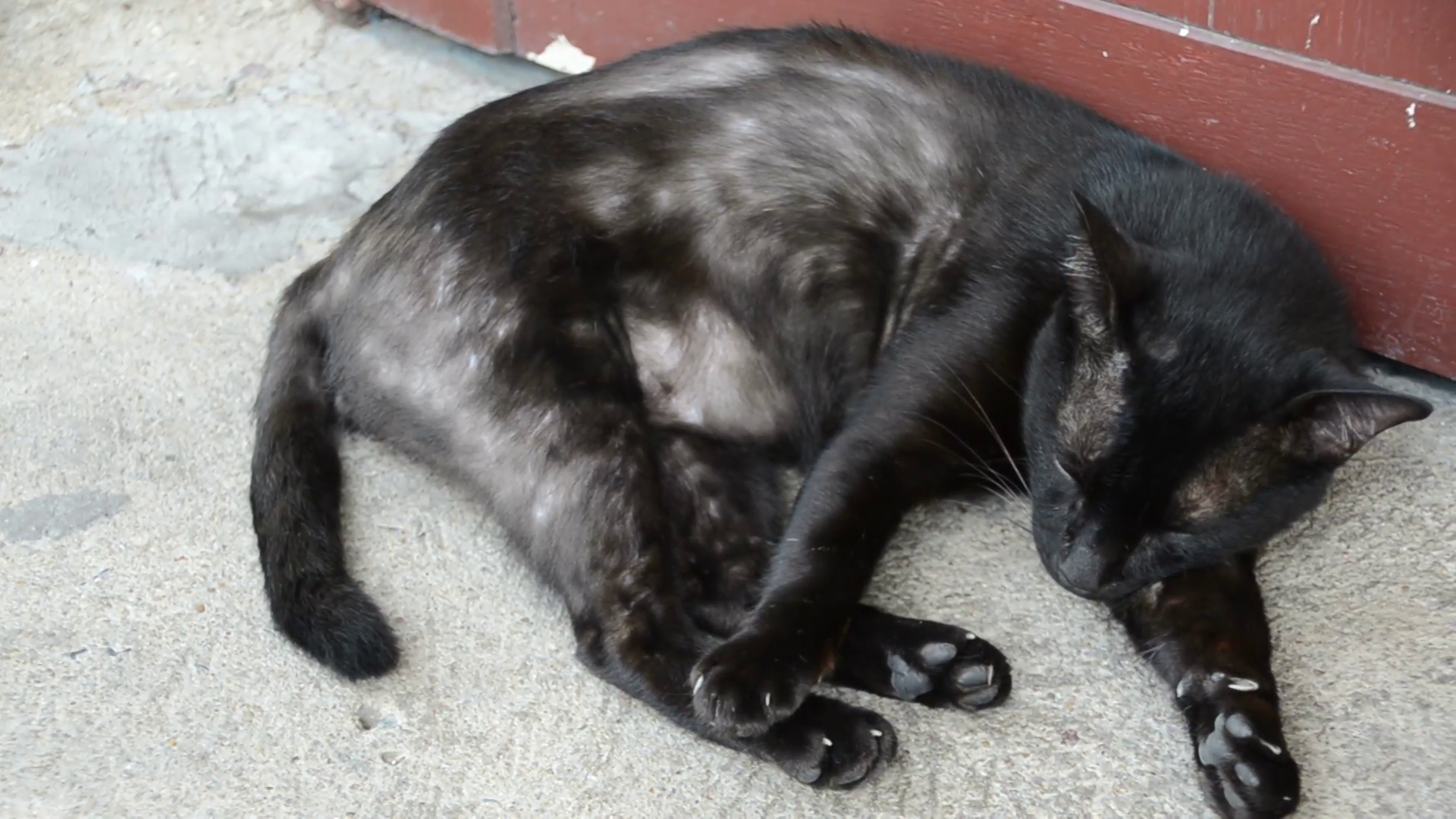 homeless sleeping black cat Stock Video Footage - VideoBlocks