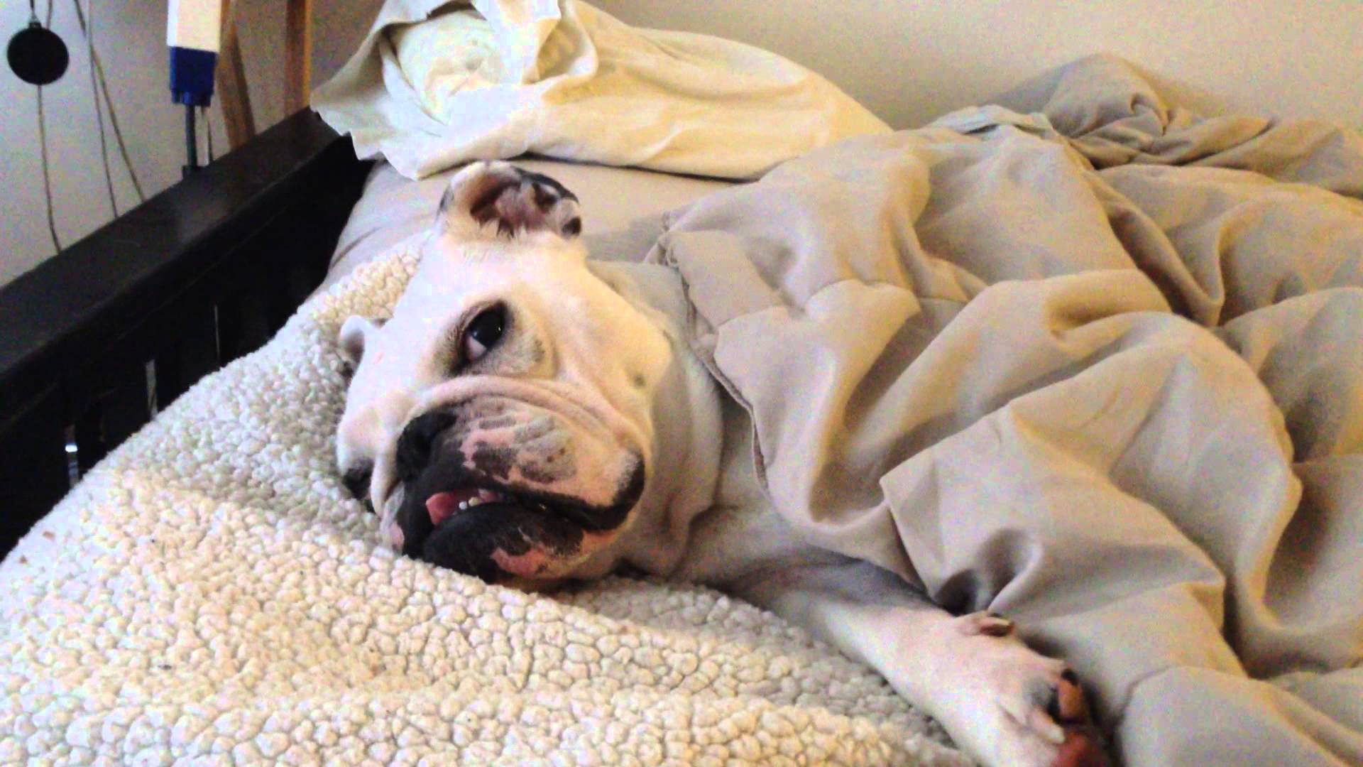 Palu the English Bulldog - Sleeping Like A Baby - YouTube