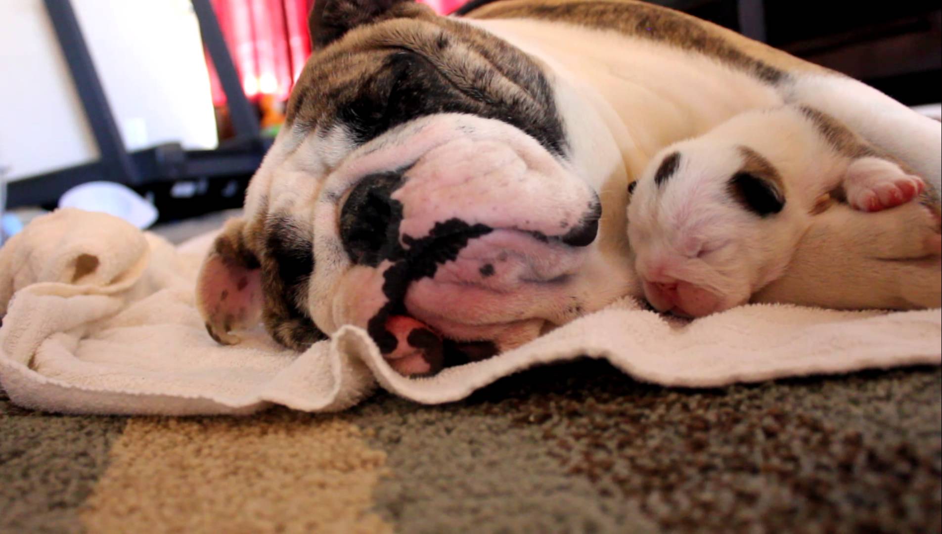 Bulldog Puppy sleeping on Momma - YouTube