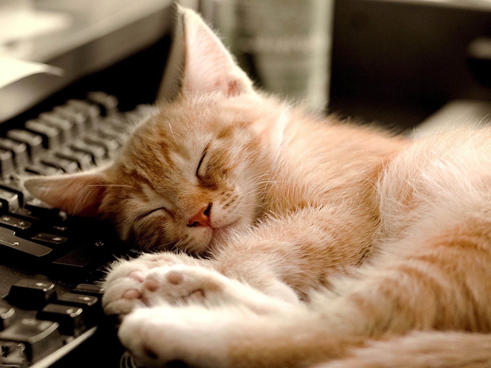 New Research Provides Insight as to Why Cats Sleep So Much - Paw ...