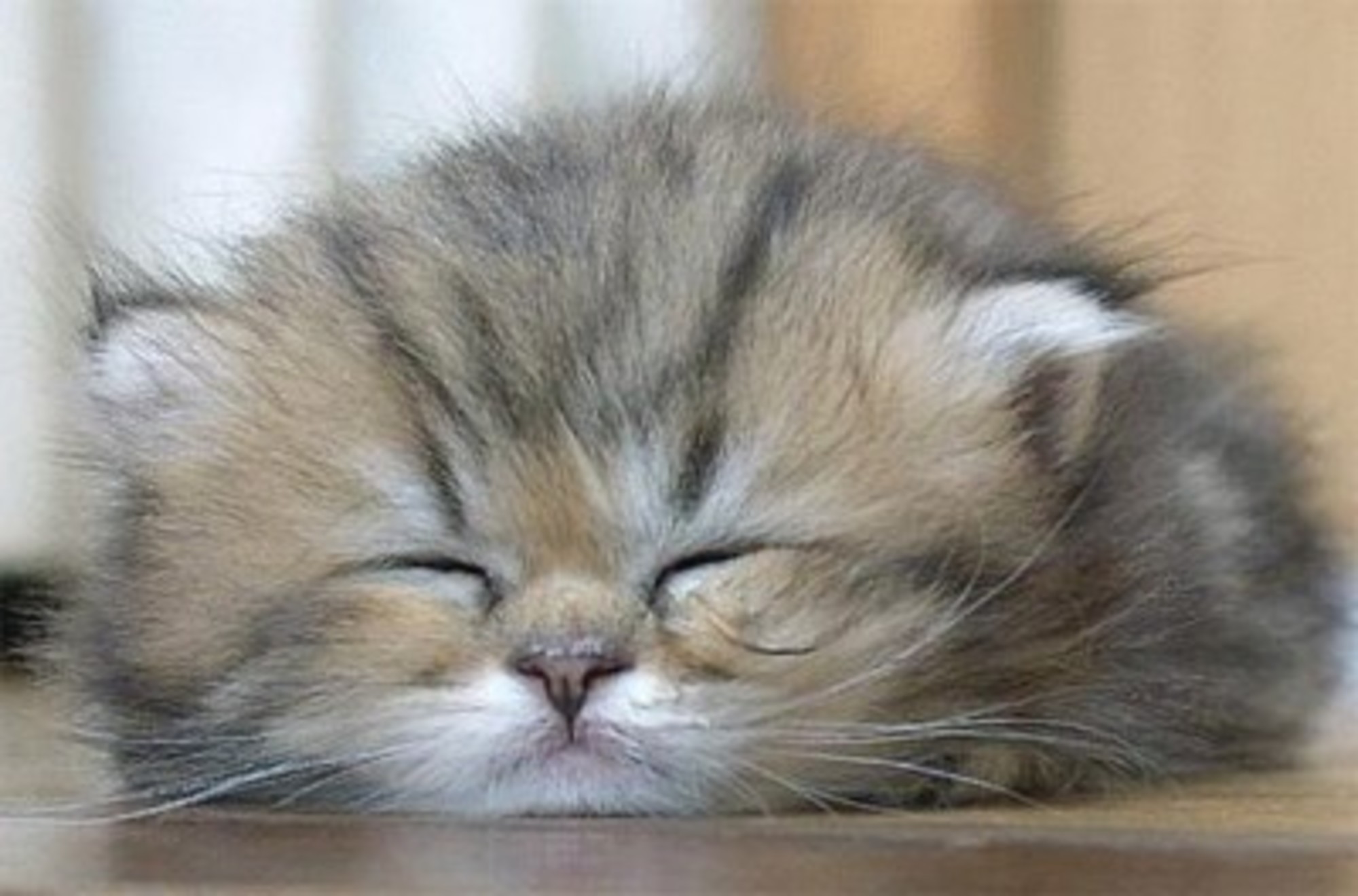 Do Cats Dream When They Sleep - Love Meow