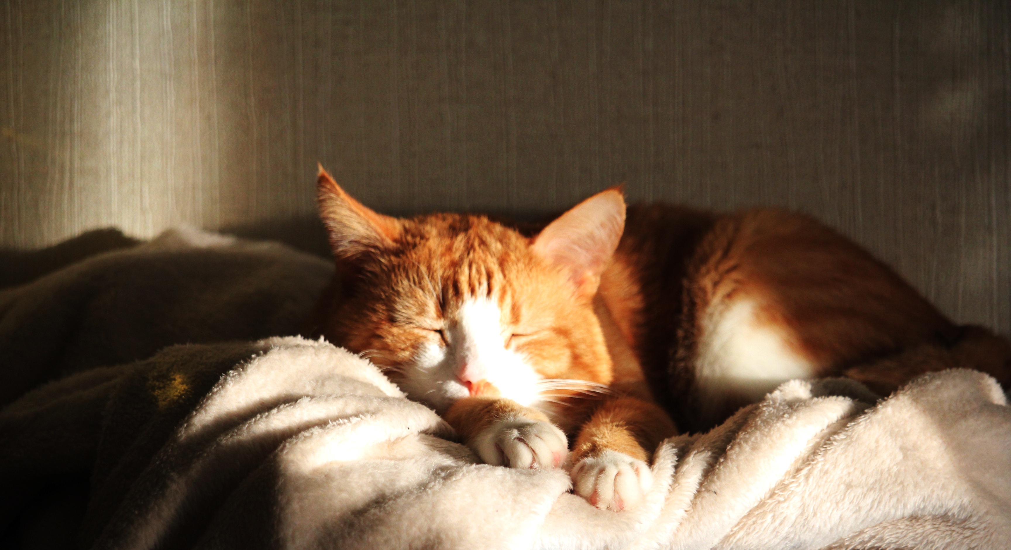 Free Images : sun, home, cute, closeup, heat, nap, nose, whiskers ...