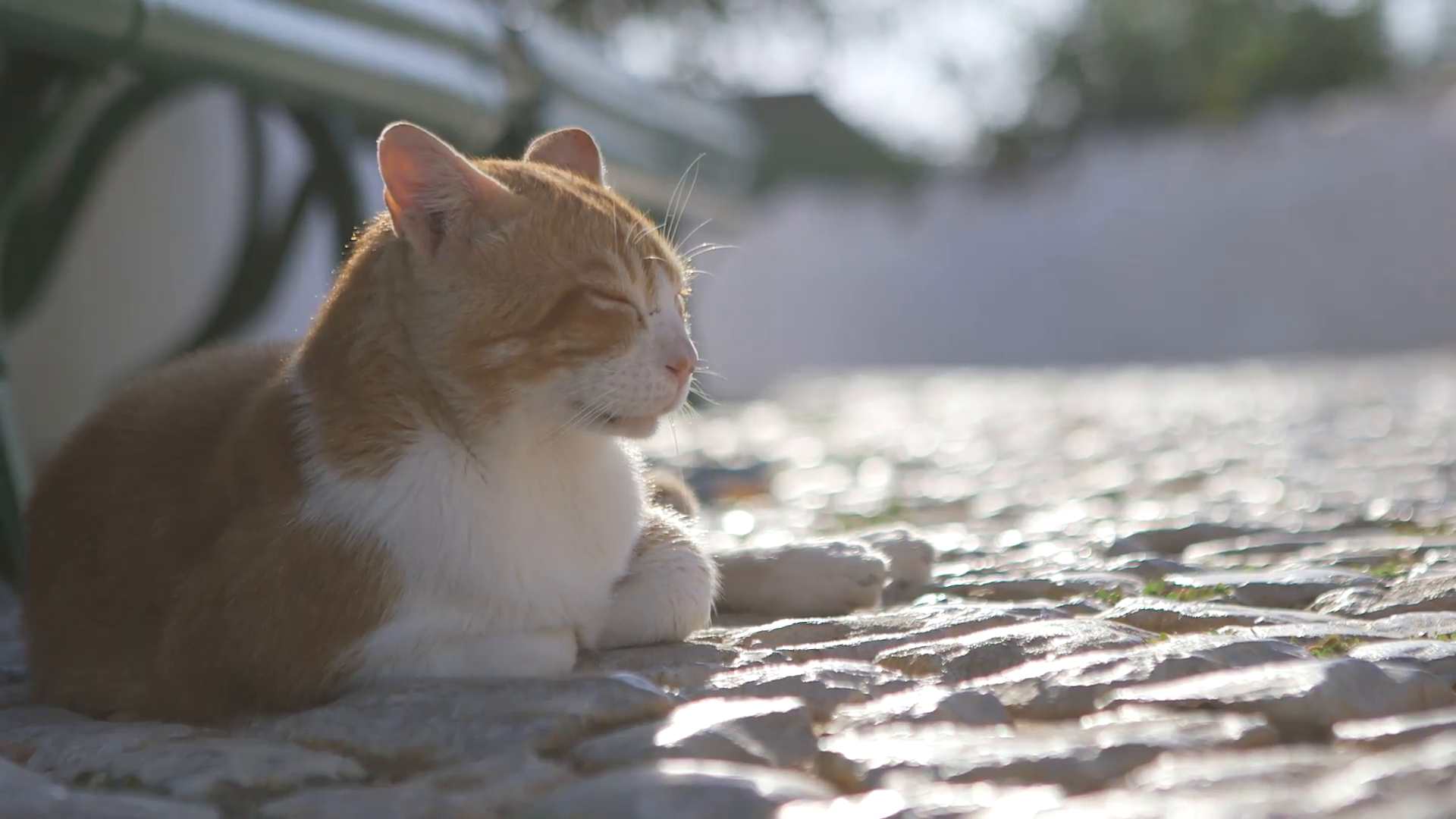 Sleeping cat outdoors Stock Video Footage - VideoBlocks