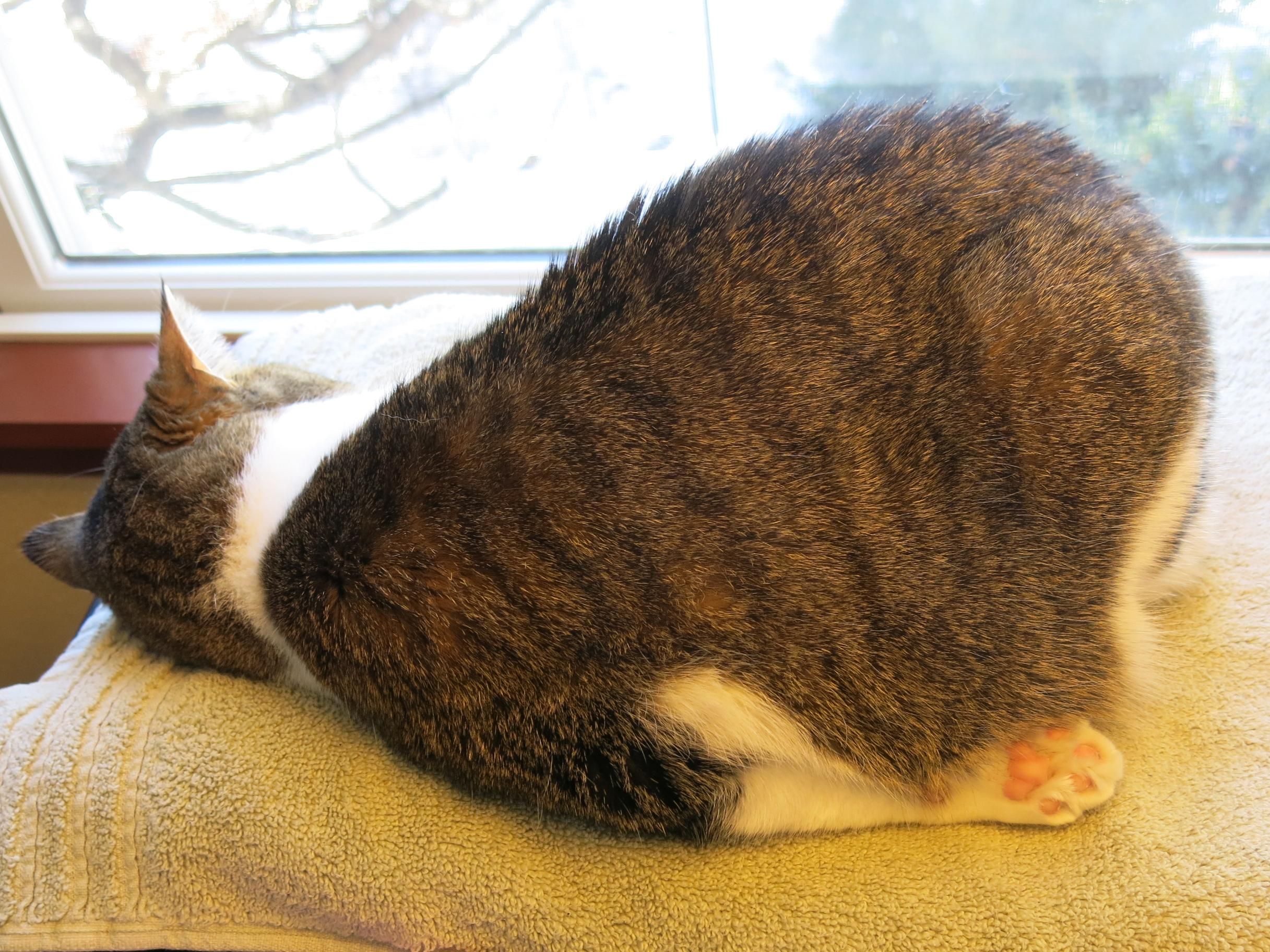 She calls this 'Downward Cat.' Sleeping not yoga.http://ift.tt ...