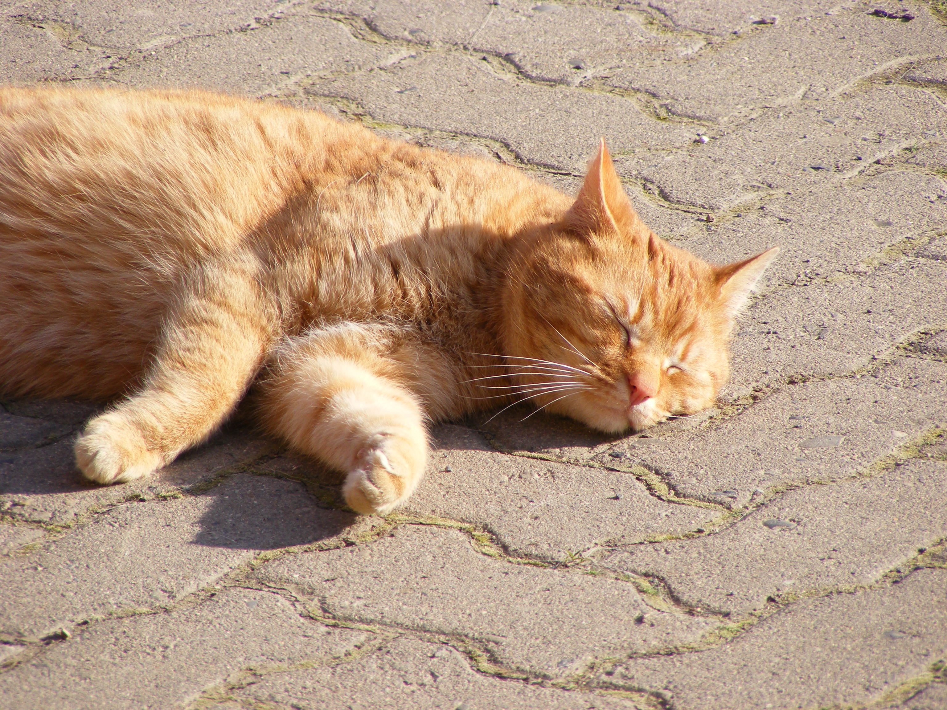 Sleeping cat in the sun - cc0.photo