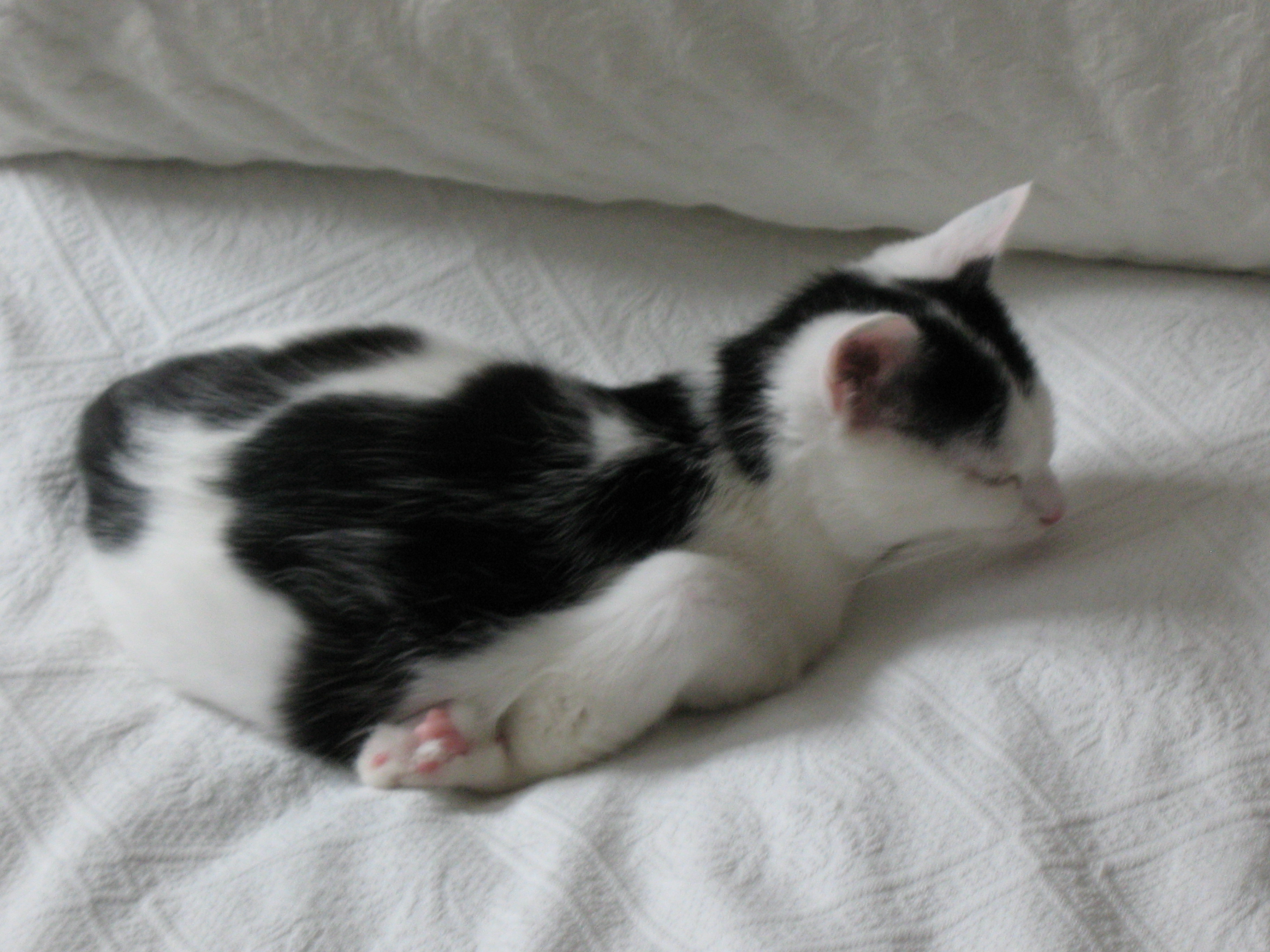 File:Sleeping cat named Kimchi.jpg - Wikimedia Commons