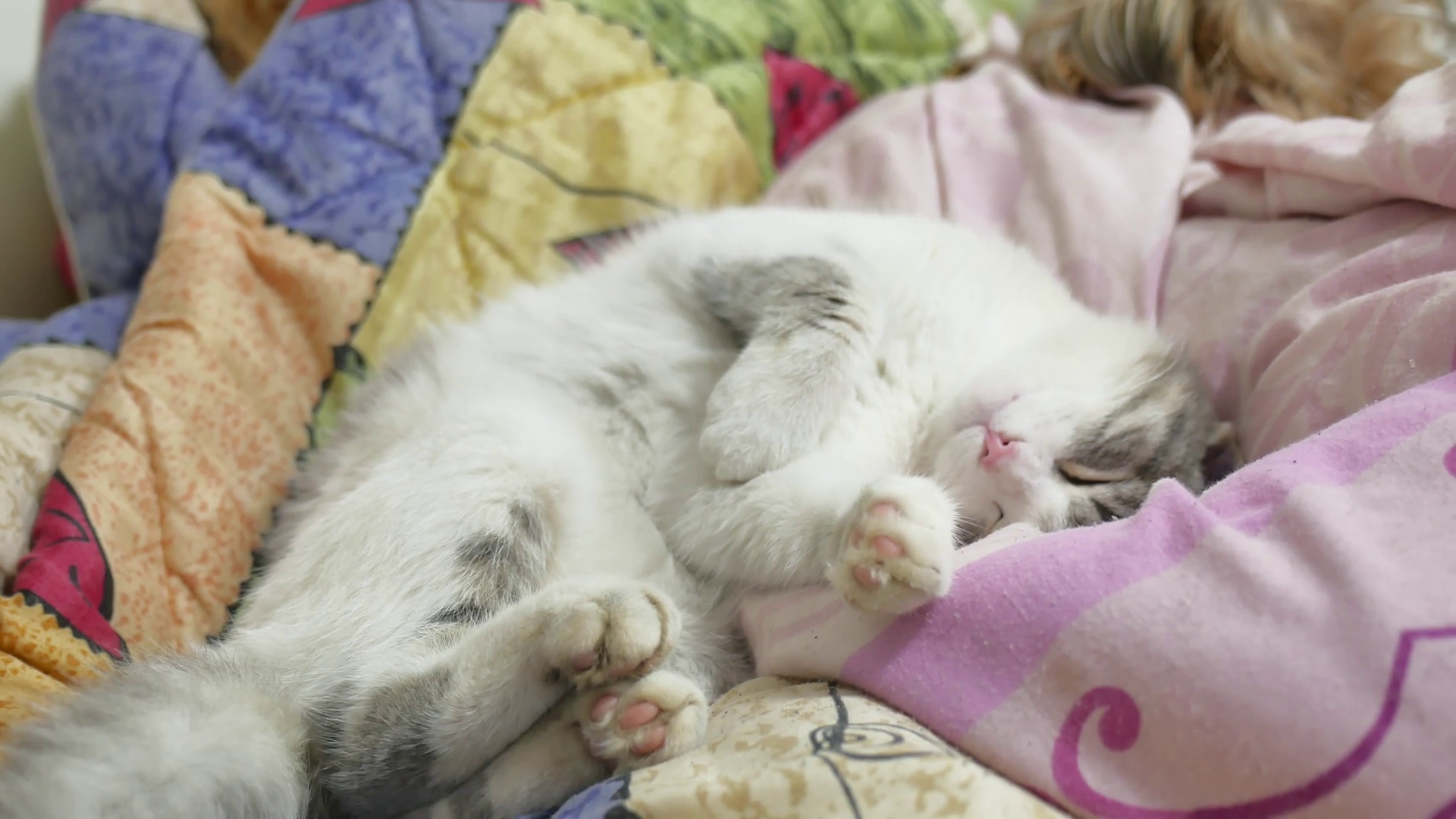 Funny Sleeping Cat in bed. Cat wearing ribbon asleep pet Stock Video ...