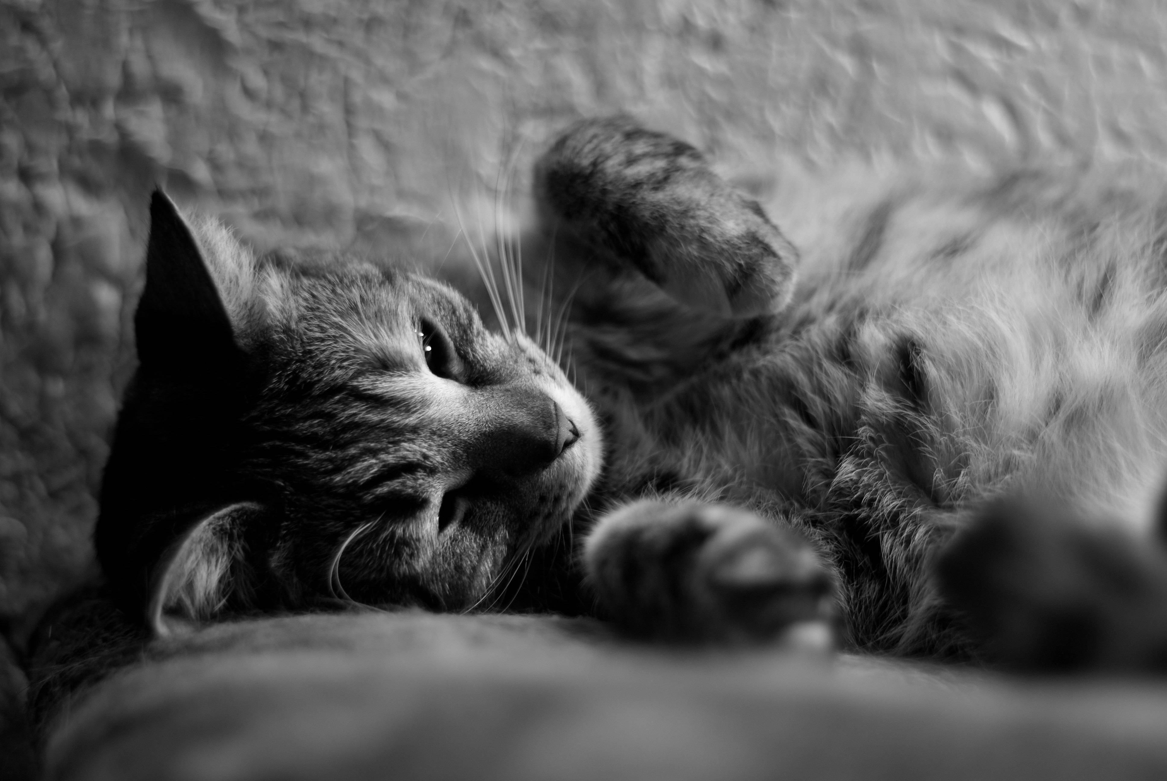 Wallpaper – Sleeping cat | PicPetz