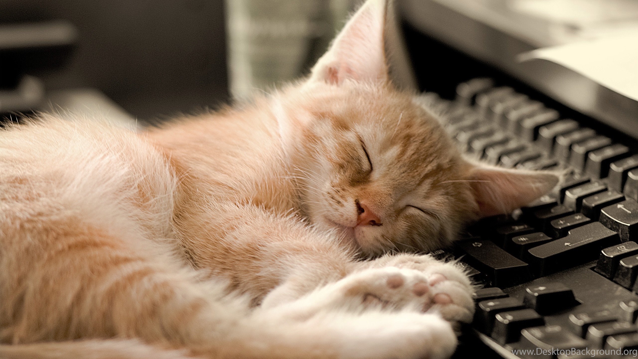 Sleeping Cat HD Wallpapers Desktop Background