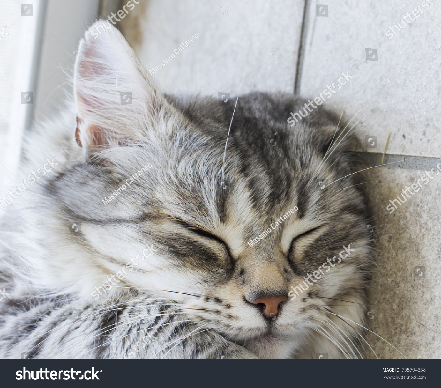 Silver Female Cat Face Sleeping Time Stock Photo 705794338 ...