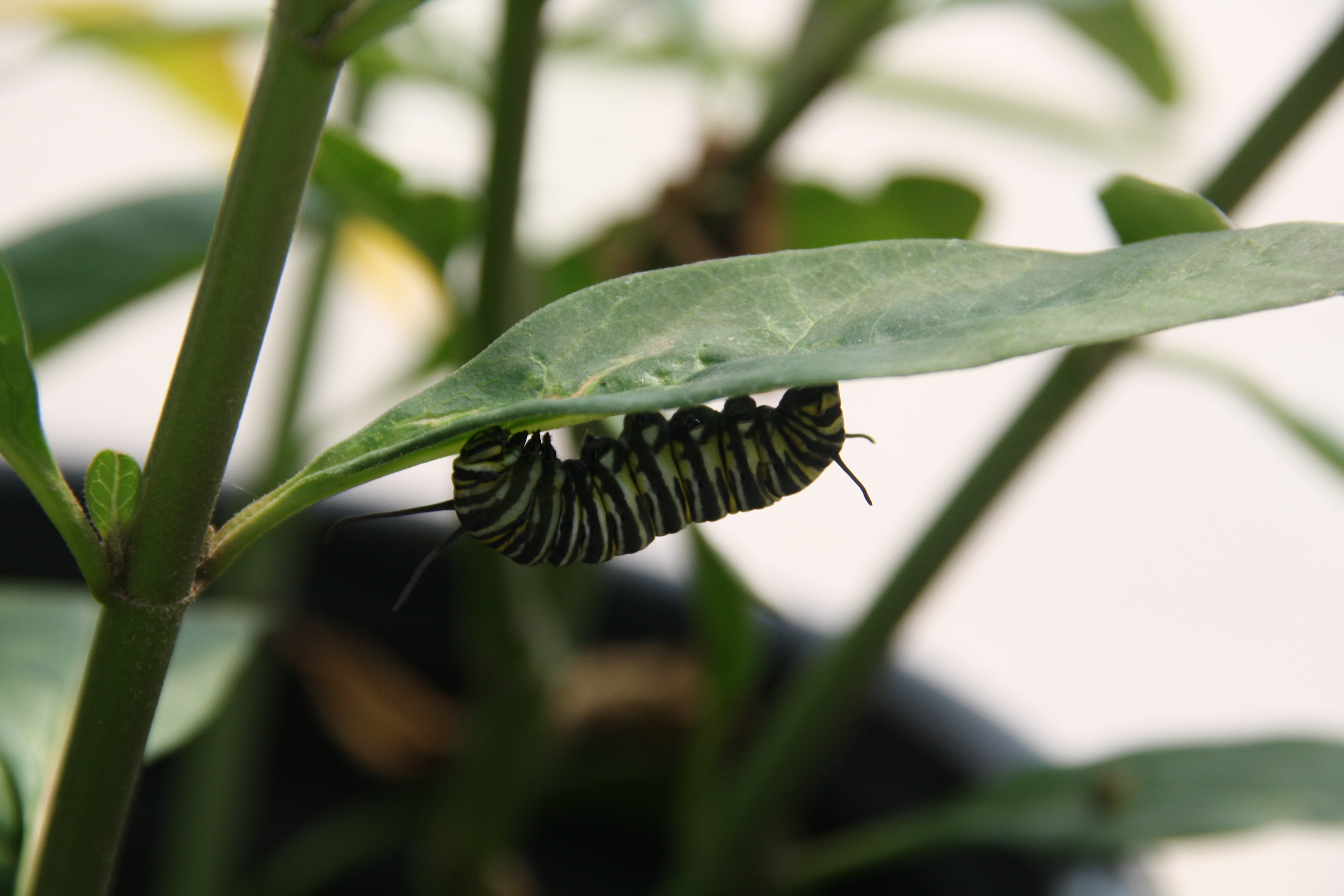 Sleeping Caterpillar | Butterfly Farms