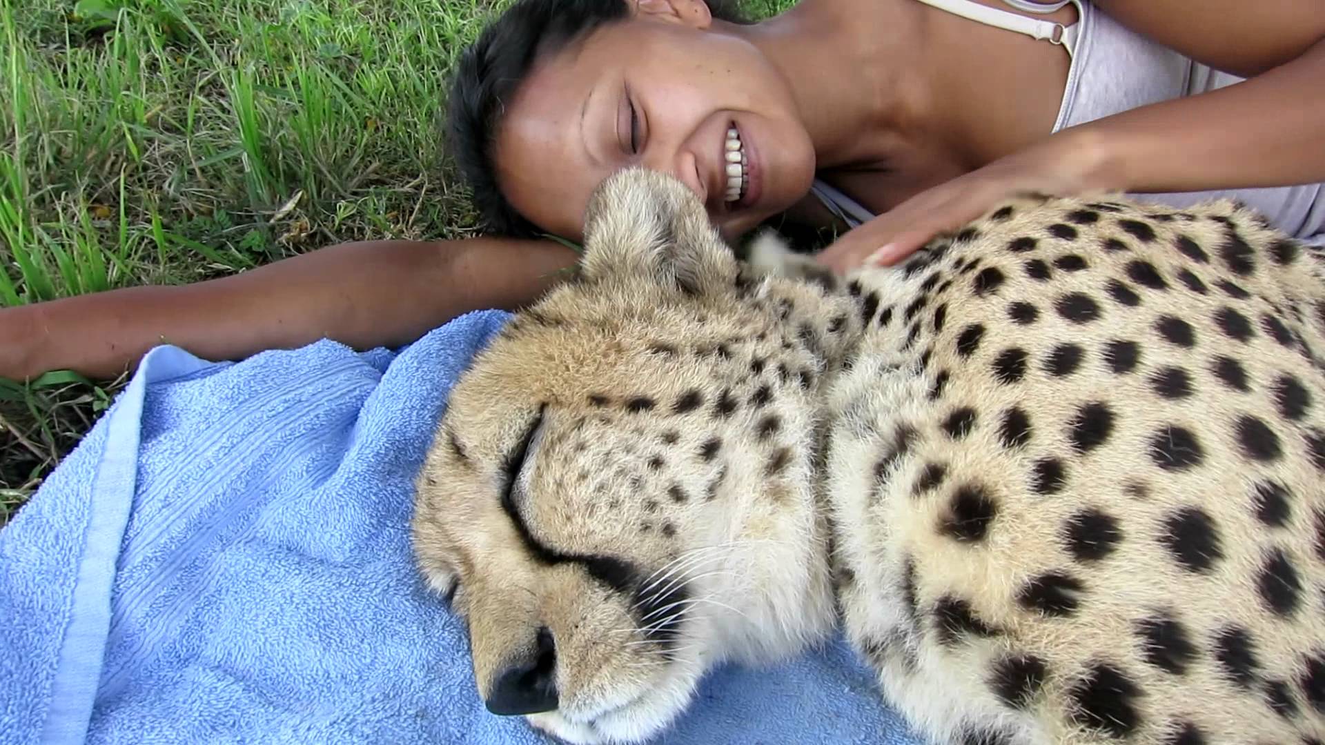 Sleeping with a Cheetah at Cheetah Experience Bloemfontein, SA - YouTube