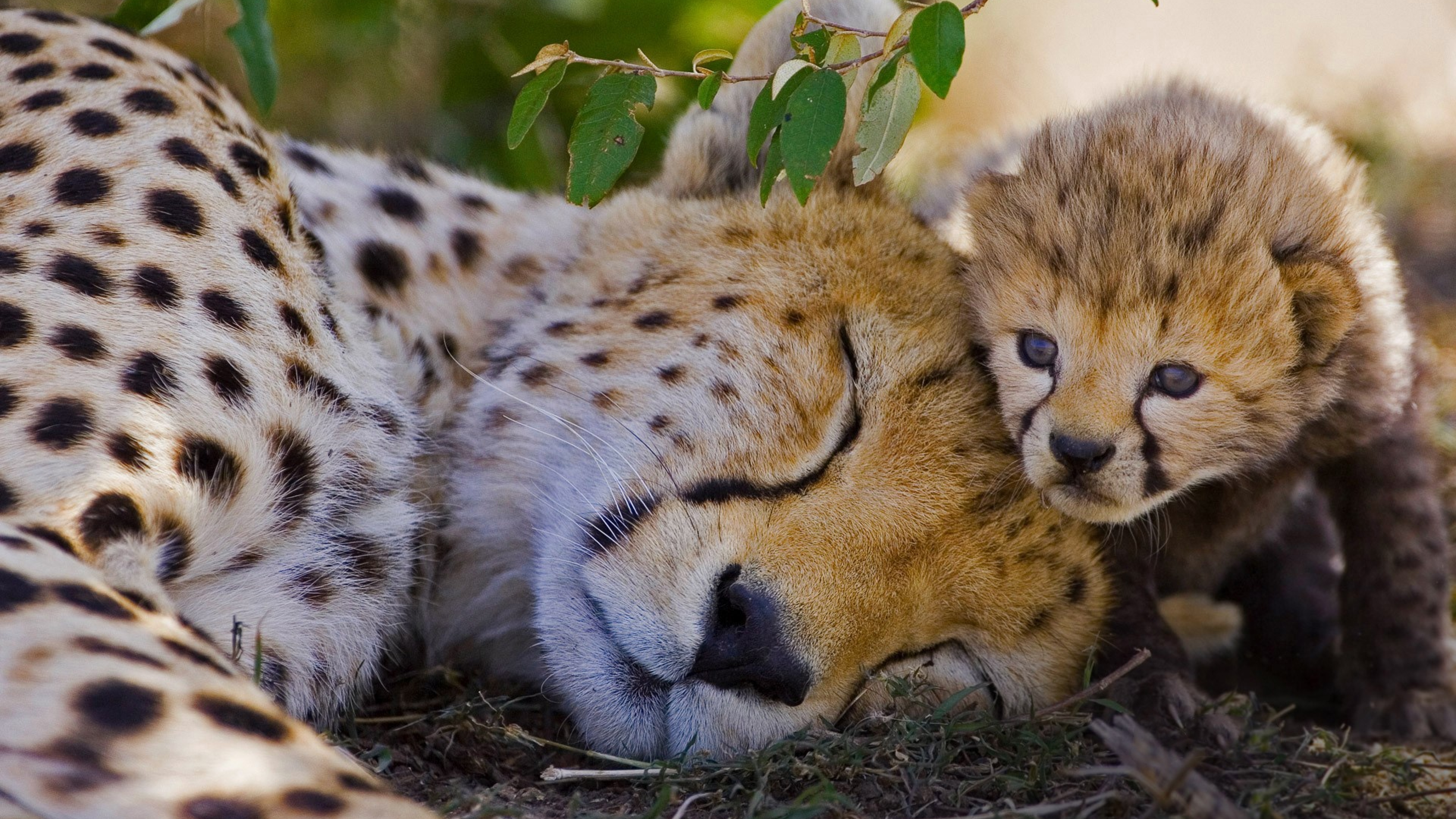 Sleeping cheetah with baby wallpapers and images - wallpapers ...